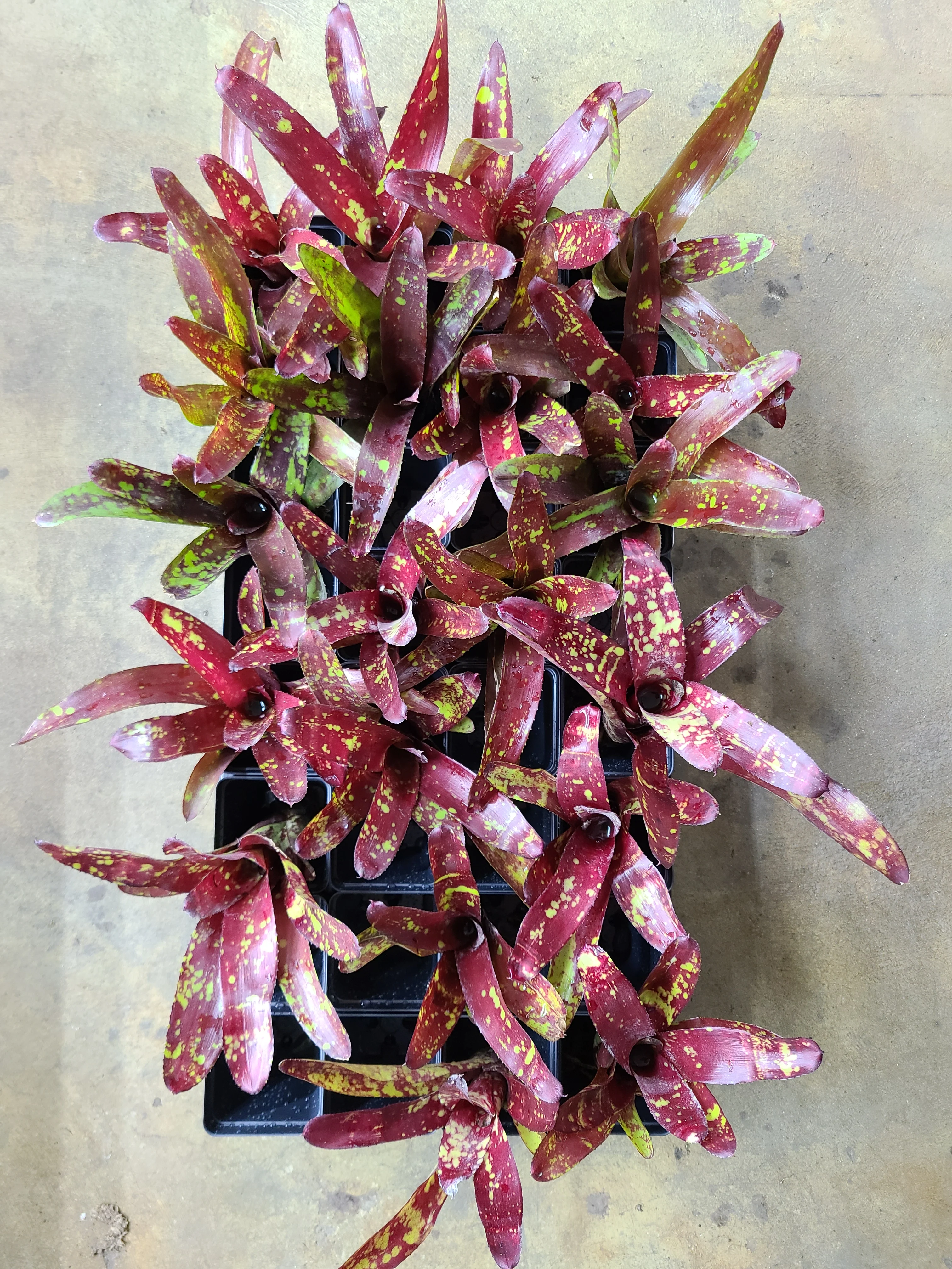 Neoregelia "Paprika" - Image 2