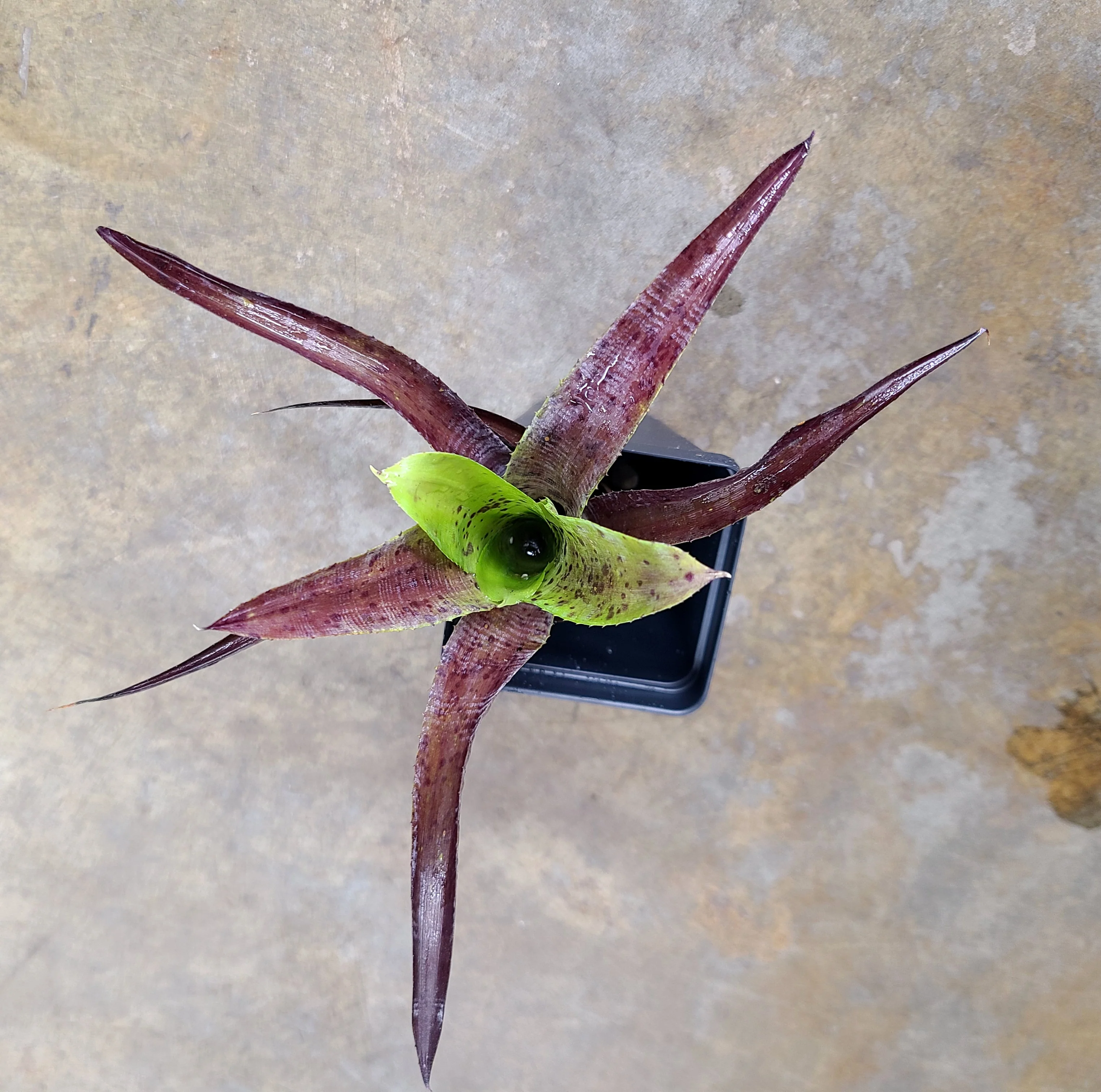 Neoregelia pauciflora - Image 2