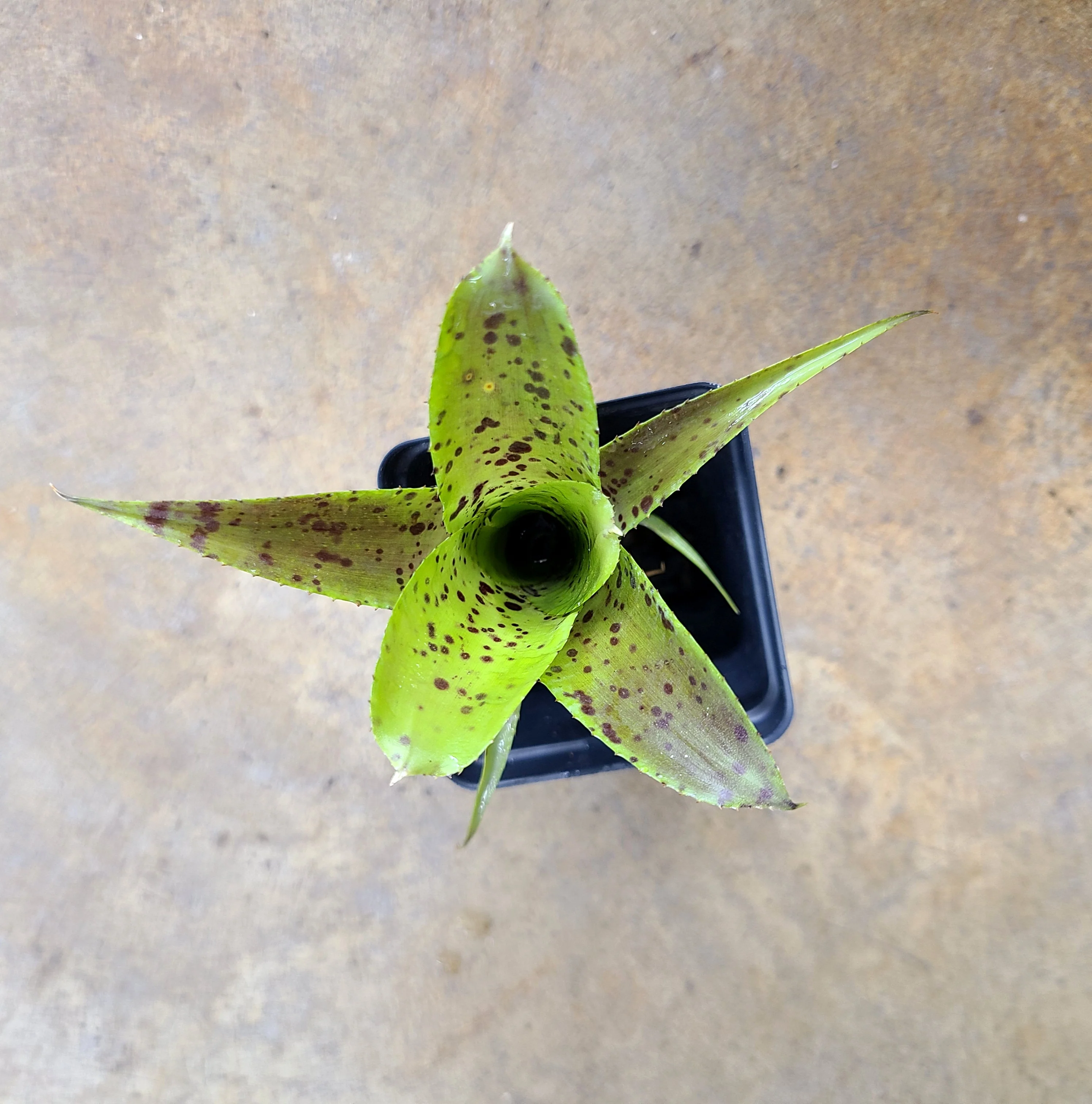 Neoregelia pauciflora - Image 3