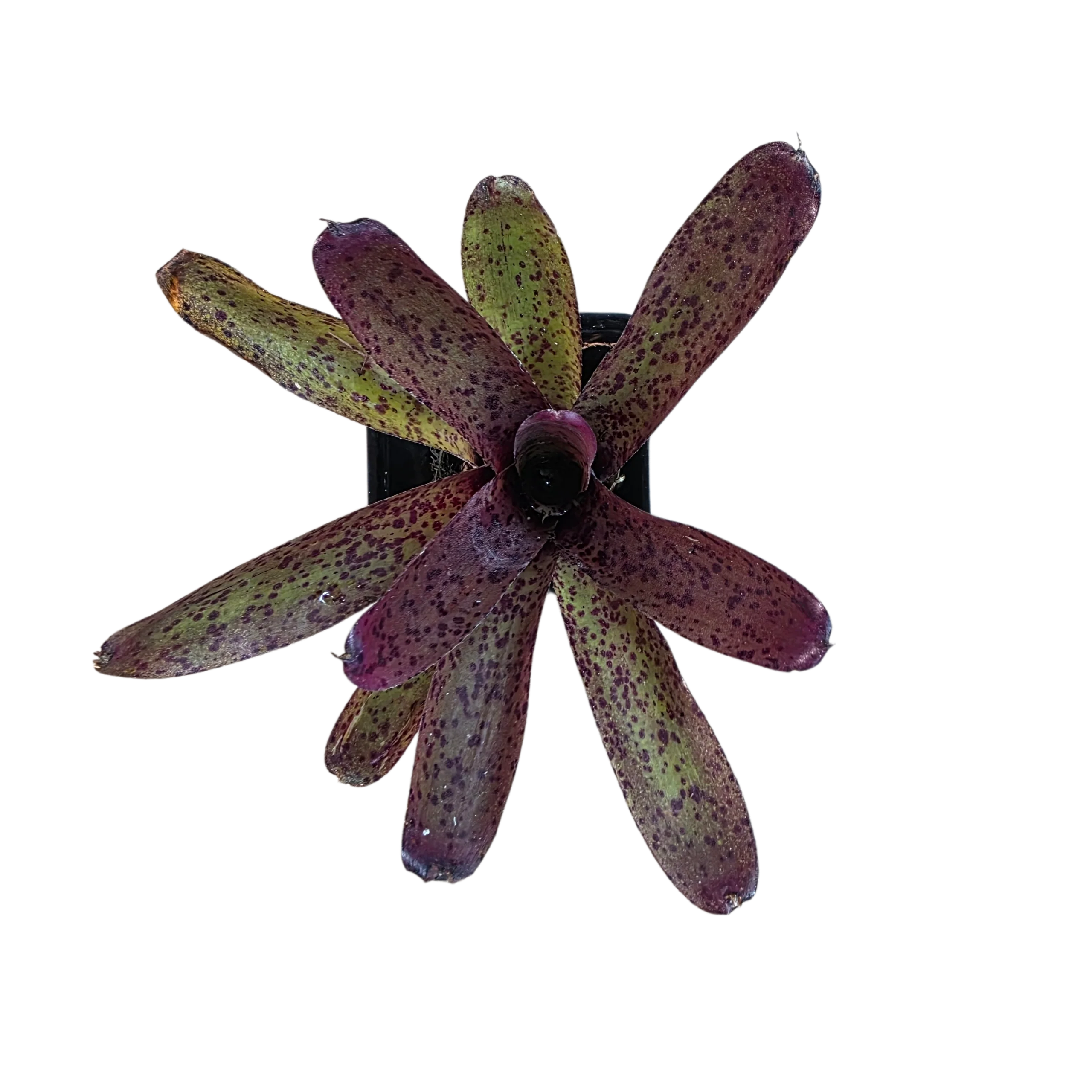 Neoregelia Pauciflora x Granada x Punctatissima