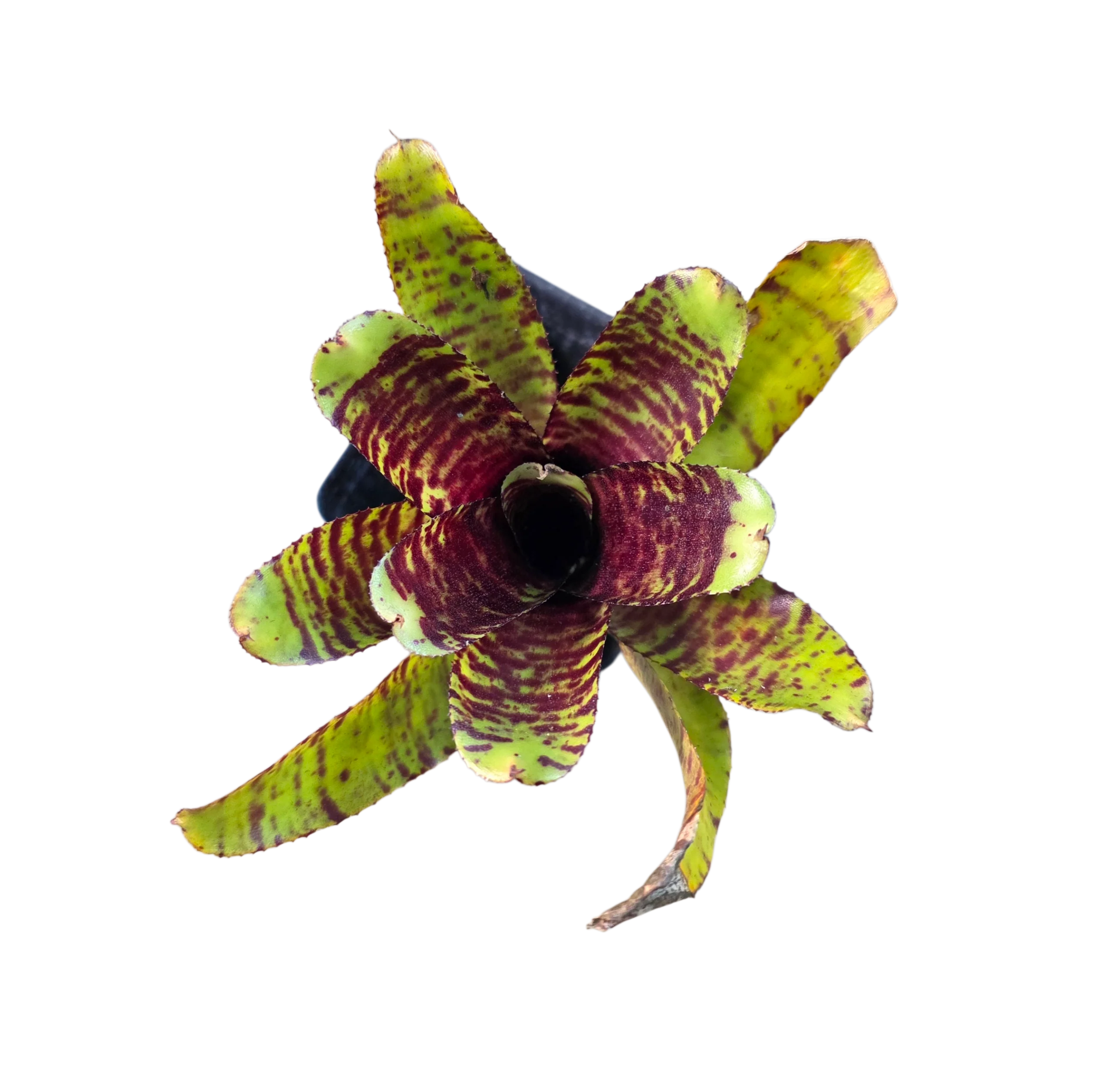 Neoregelia "Petite Menou" - Micro