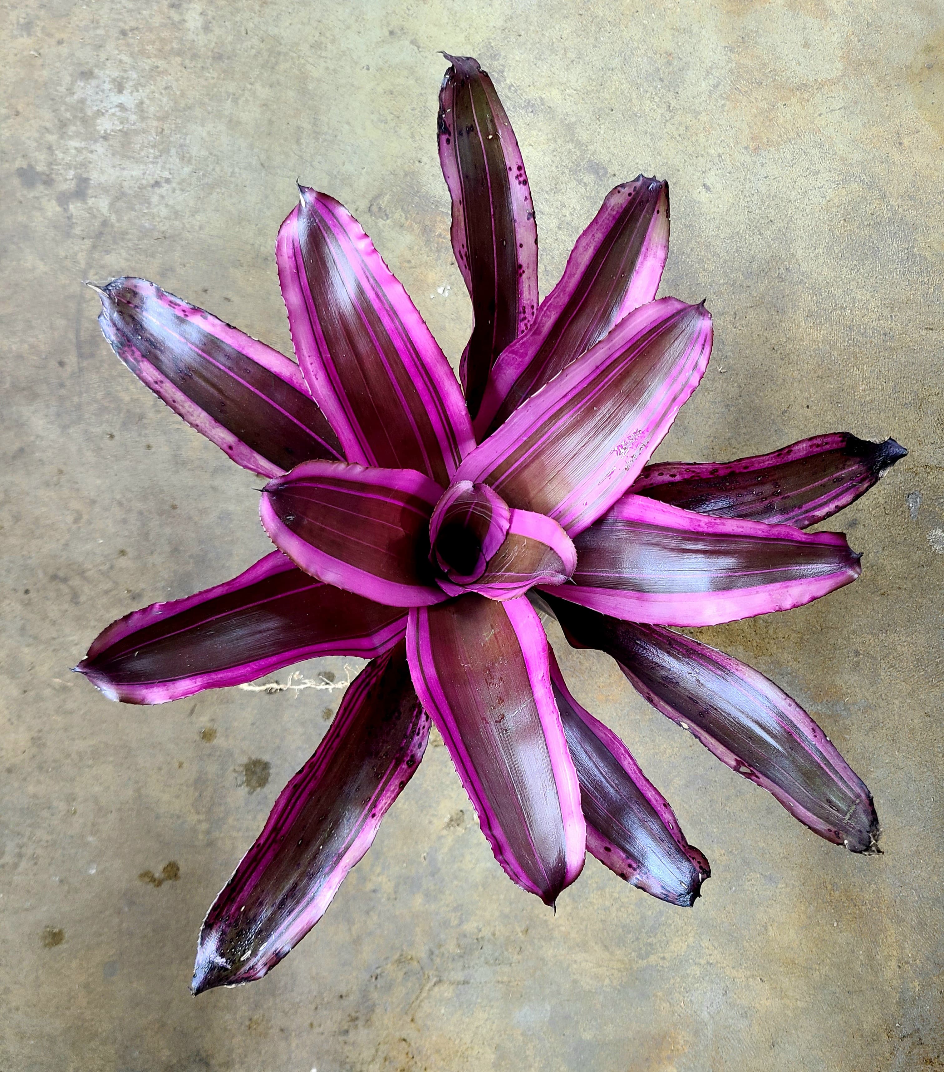 Neoregelia "Pink Magic"