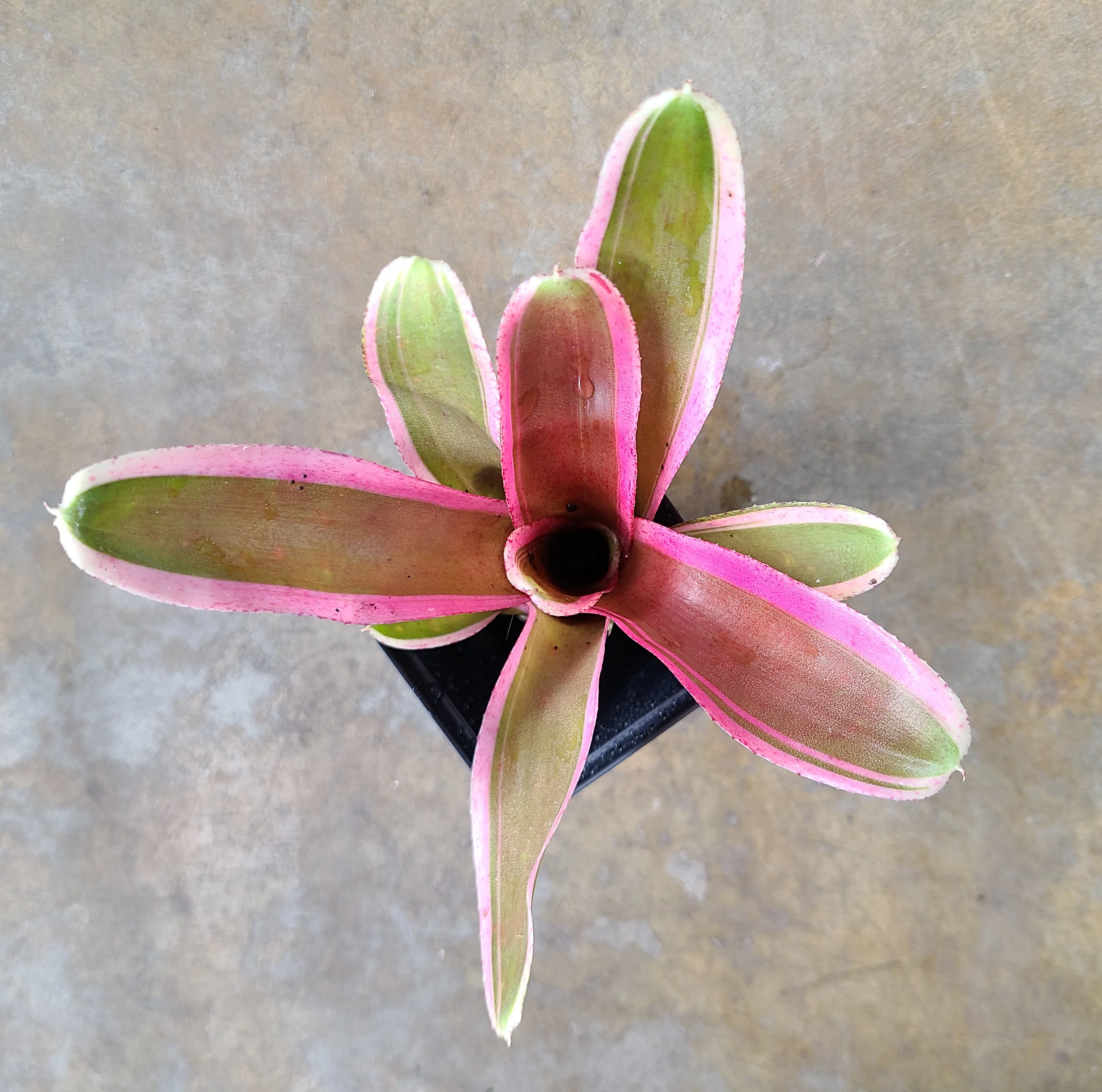 Neoregelia "Pink Powder" - New!