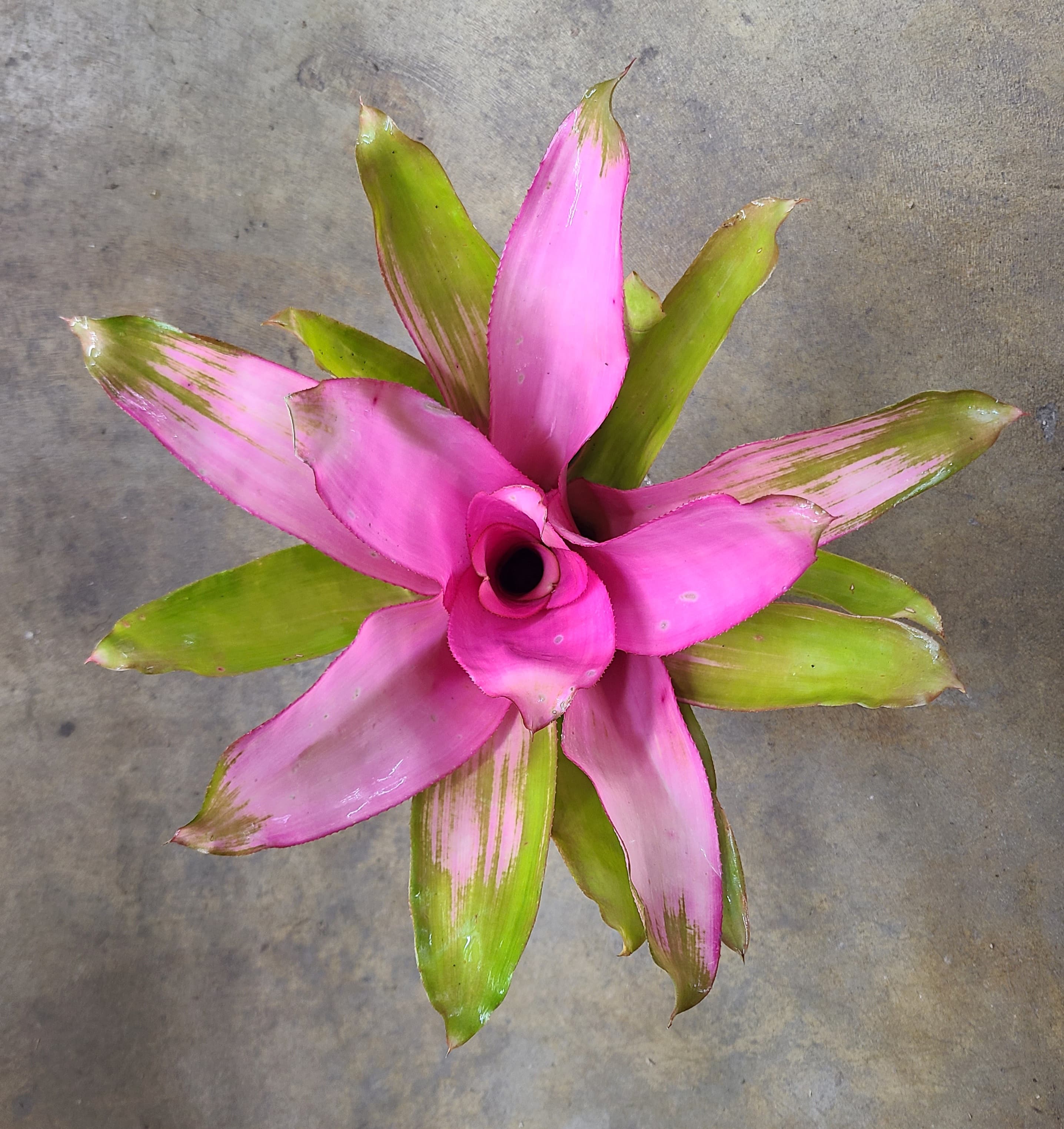 Neoregelia "Pink Sensation"