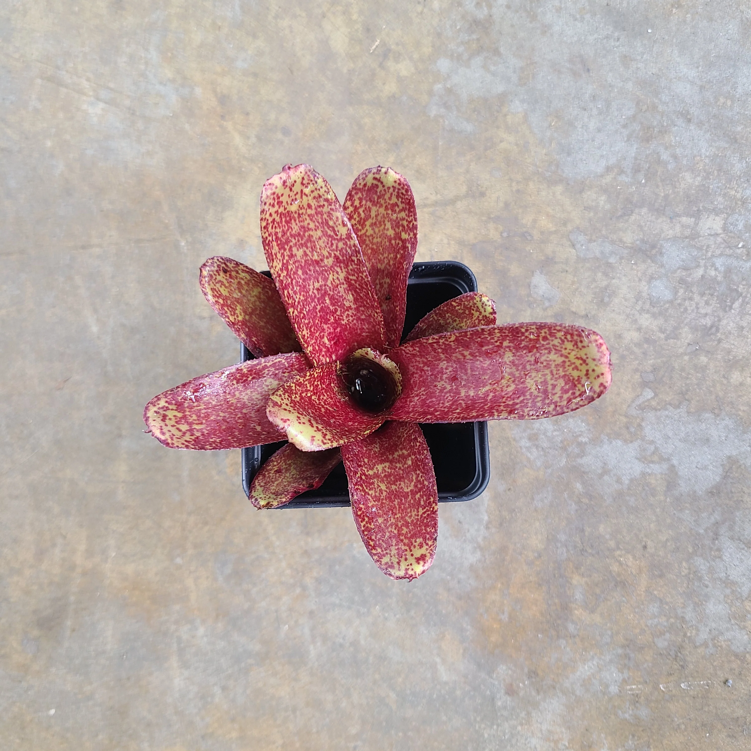 Neoregelia "Red Waif" - Micro