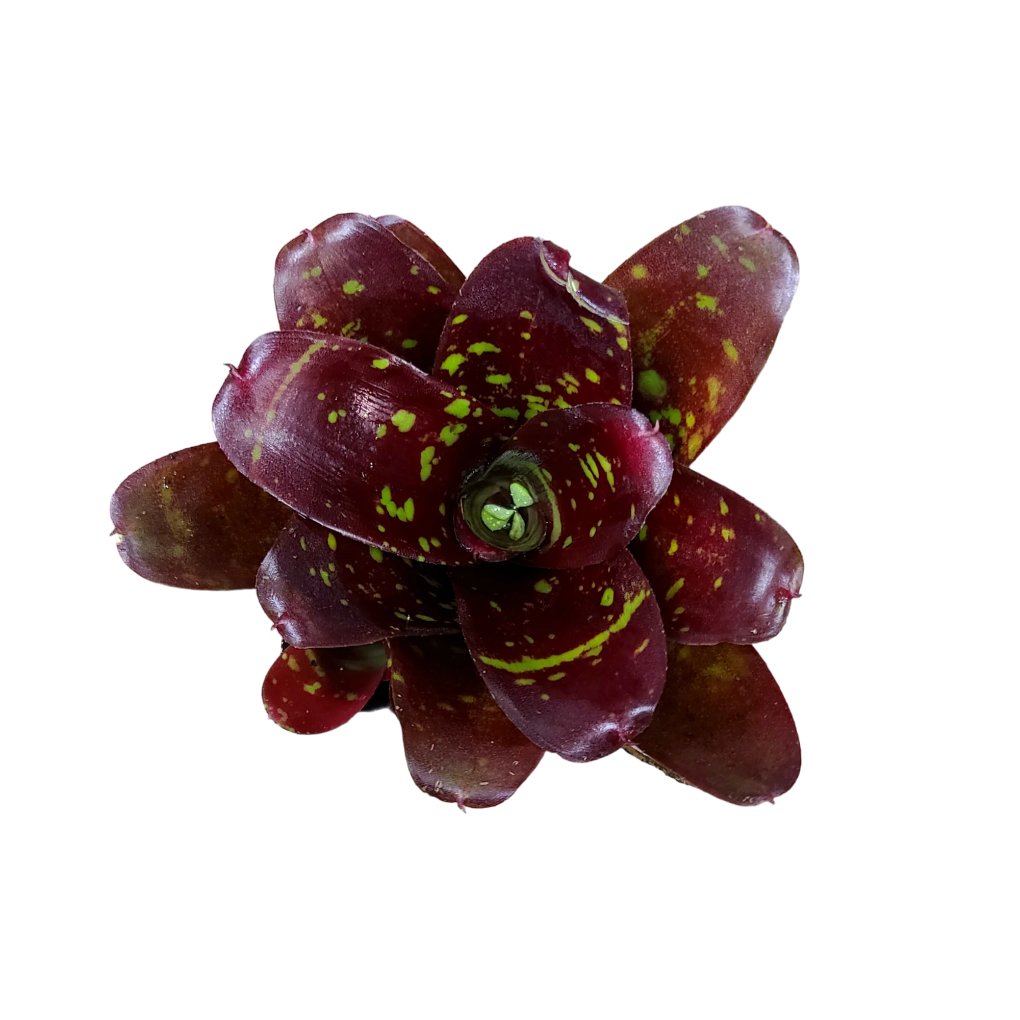 Neoregelia "Royal Burgandy x Fireball"