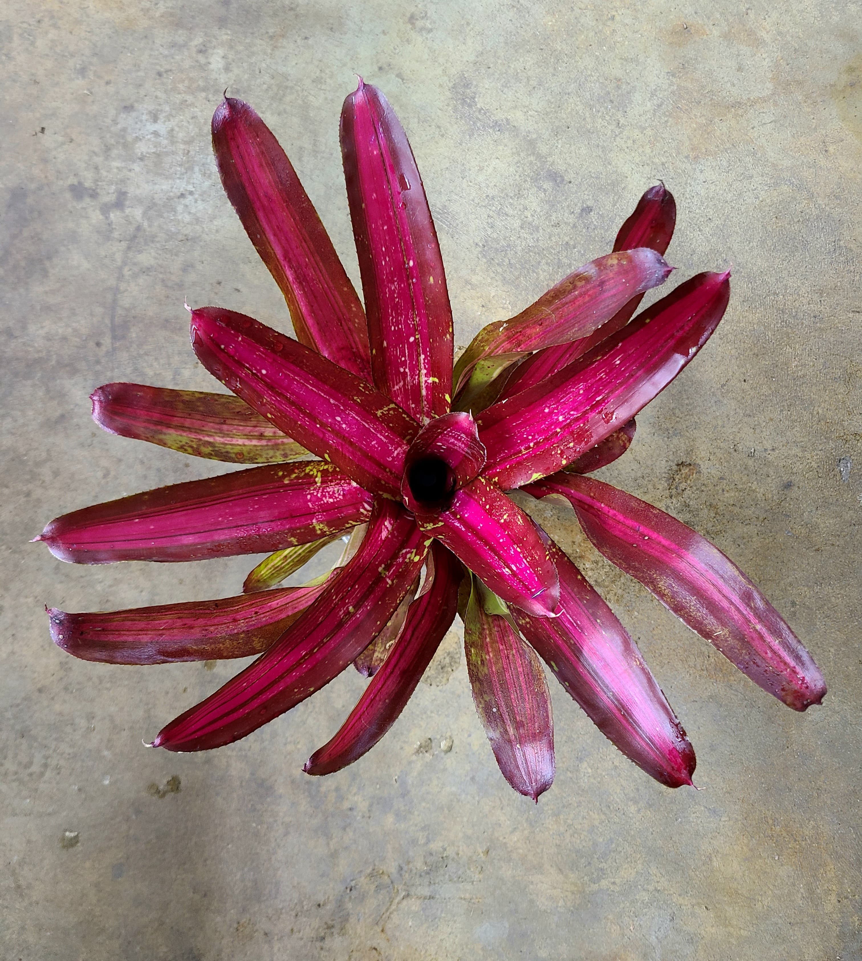 Neoregelia "Sweet Vibration"