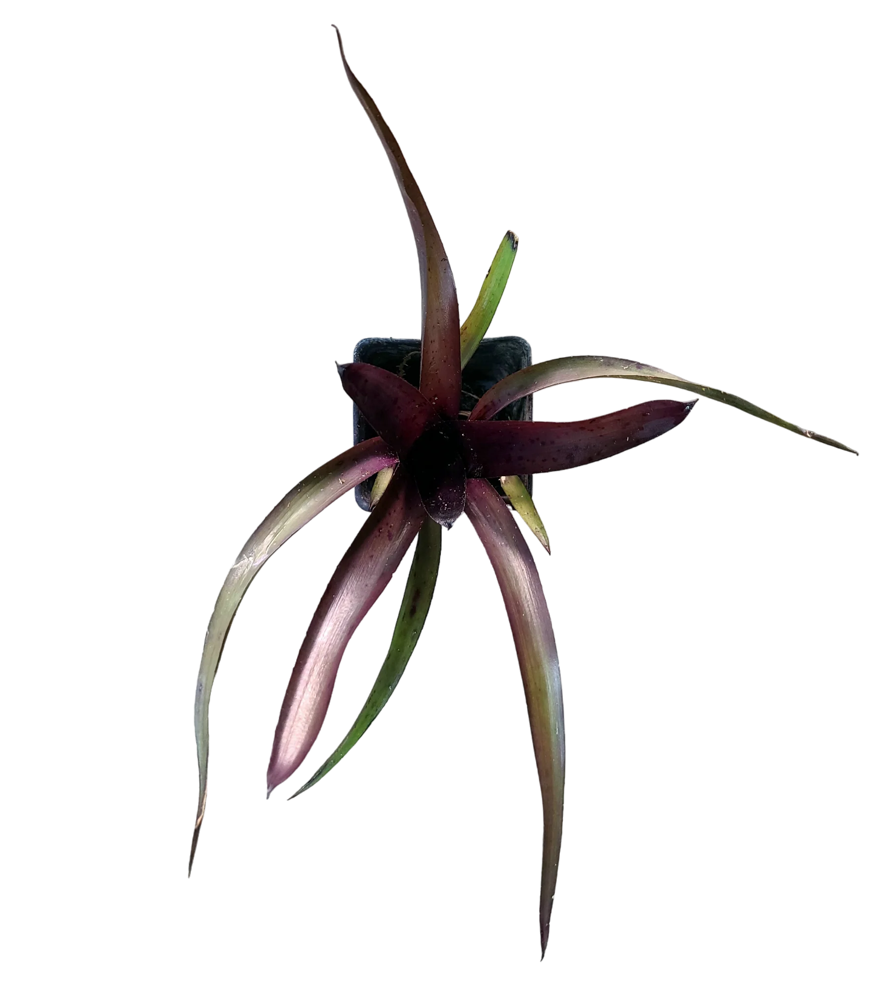 Neoregelia "Tar Baby"