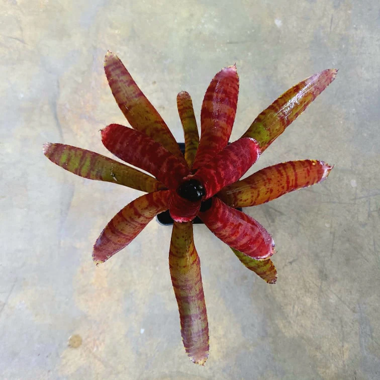 Neoregelia "Teriyaki"