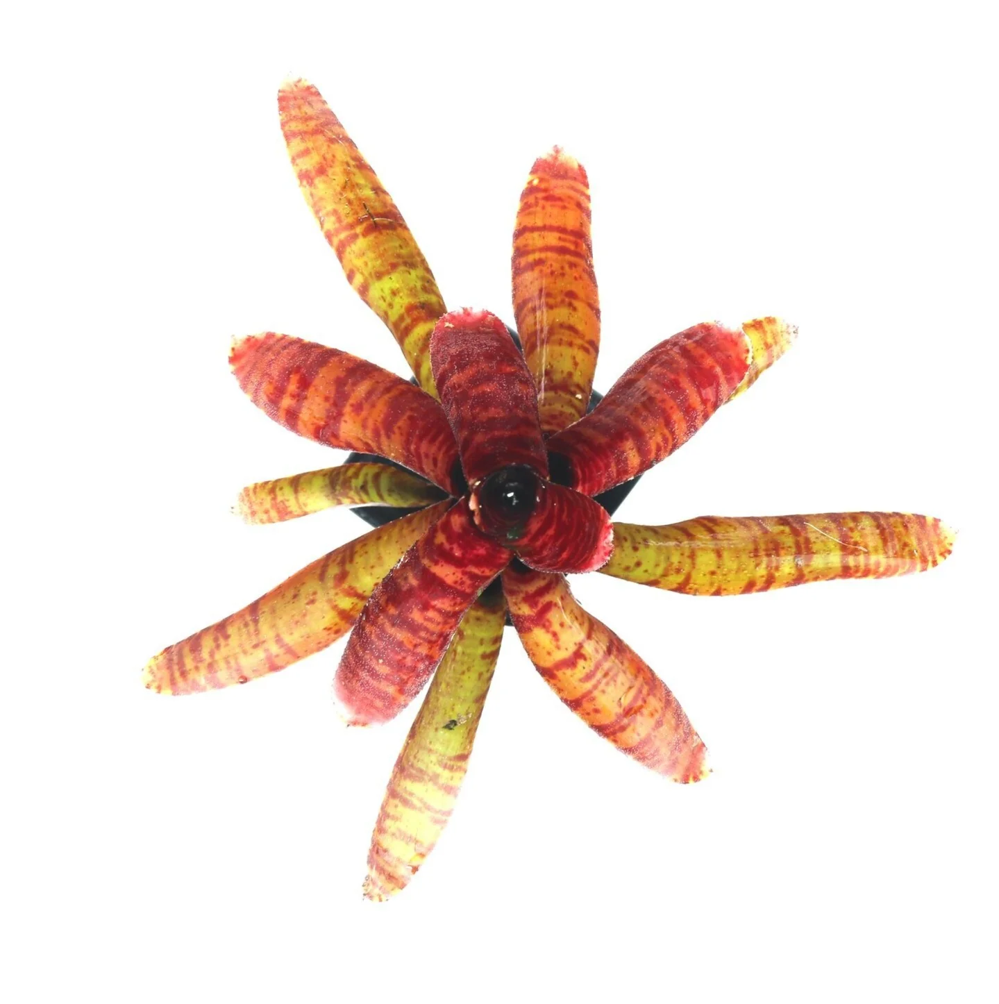 Neoregelia "Teriyaki" - Image 2