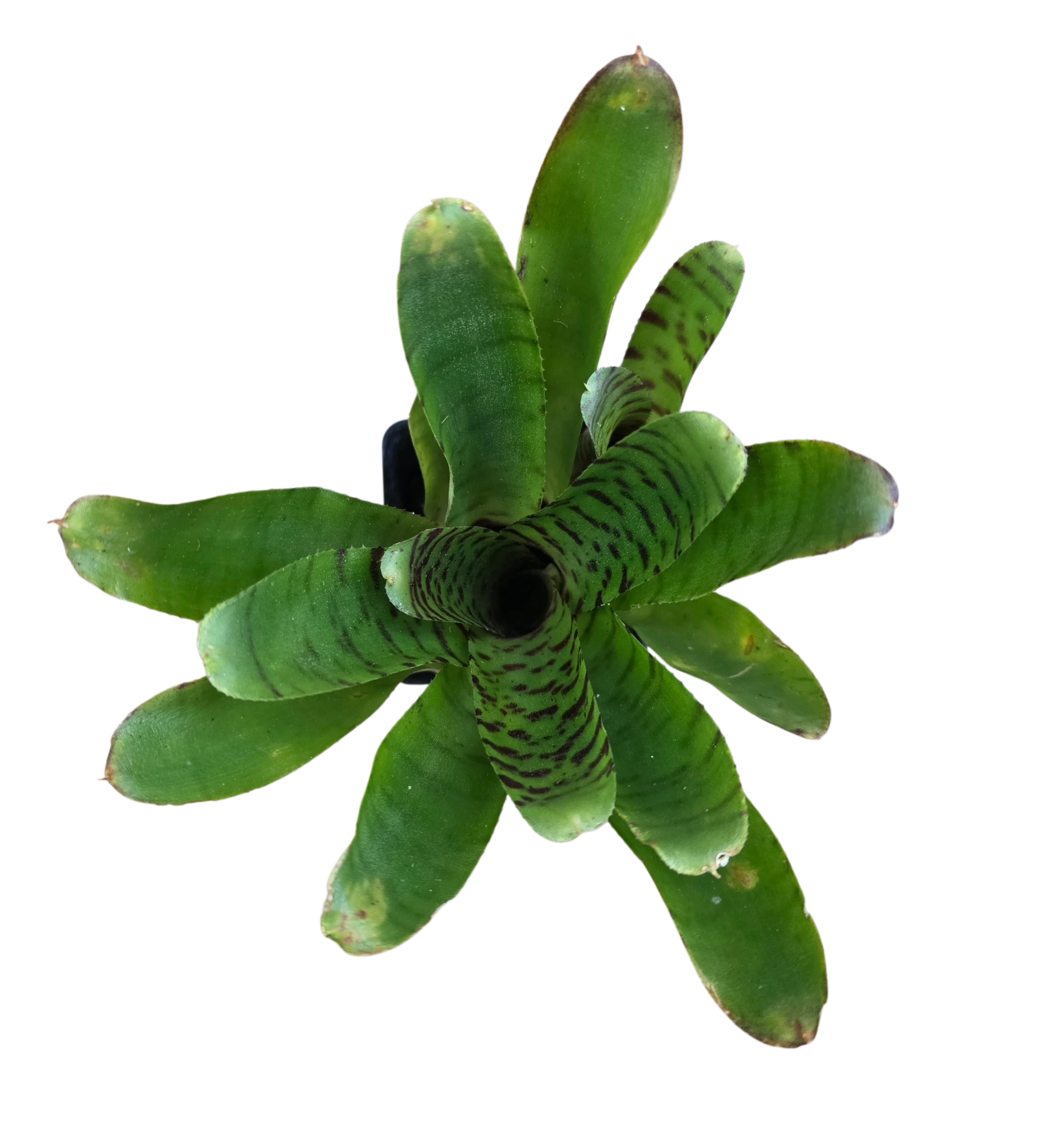 Neoregelia "Tic Tac"