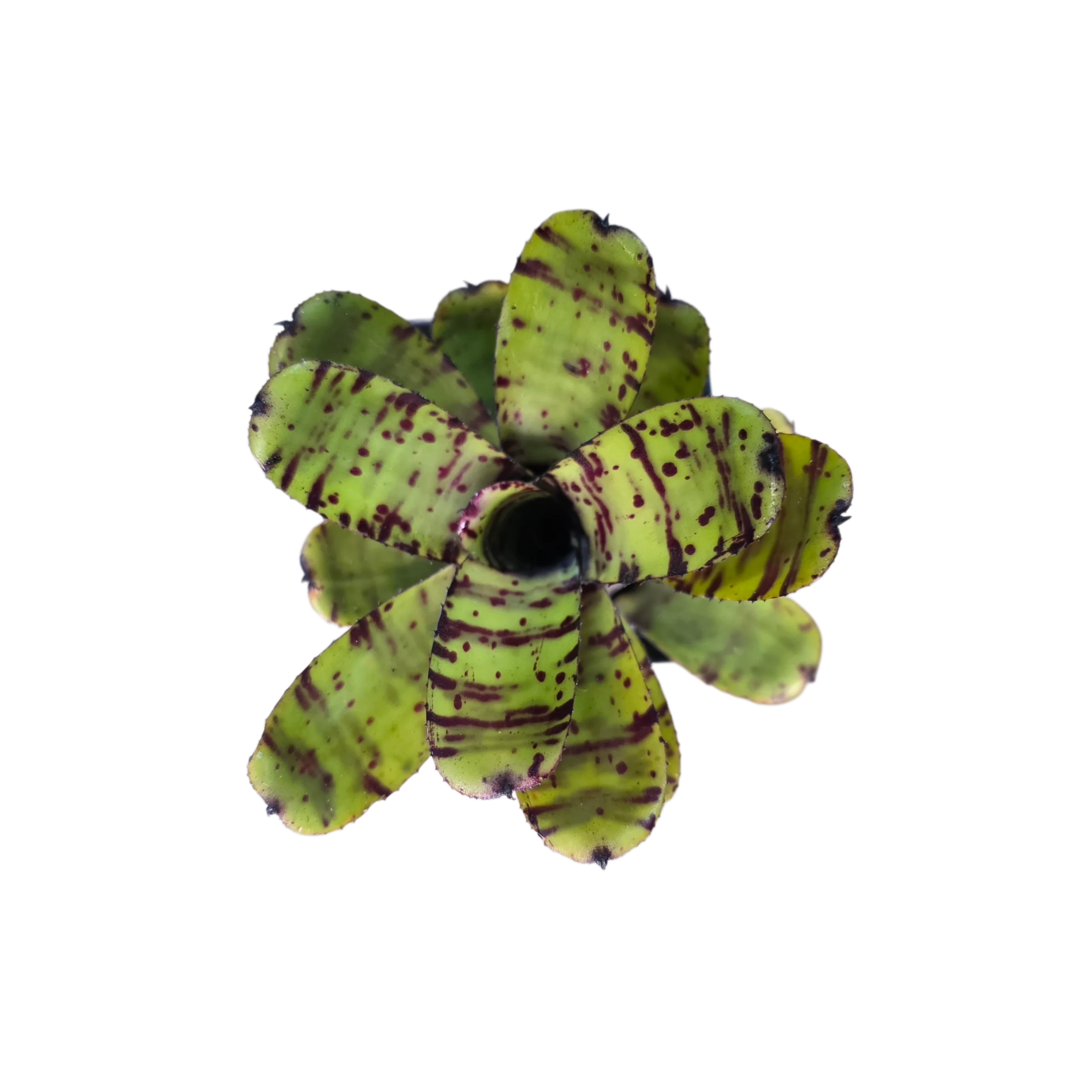 Neoregelia "Tidbit" - Micro
