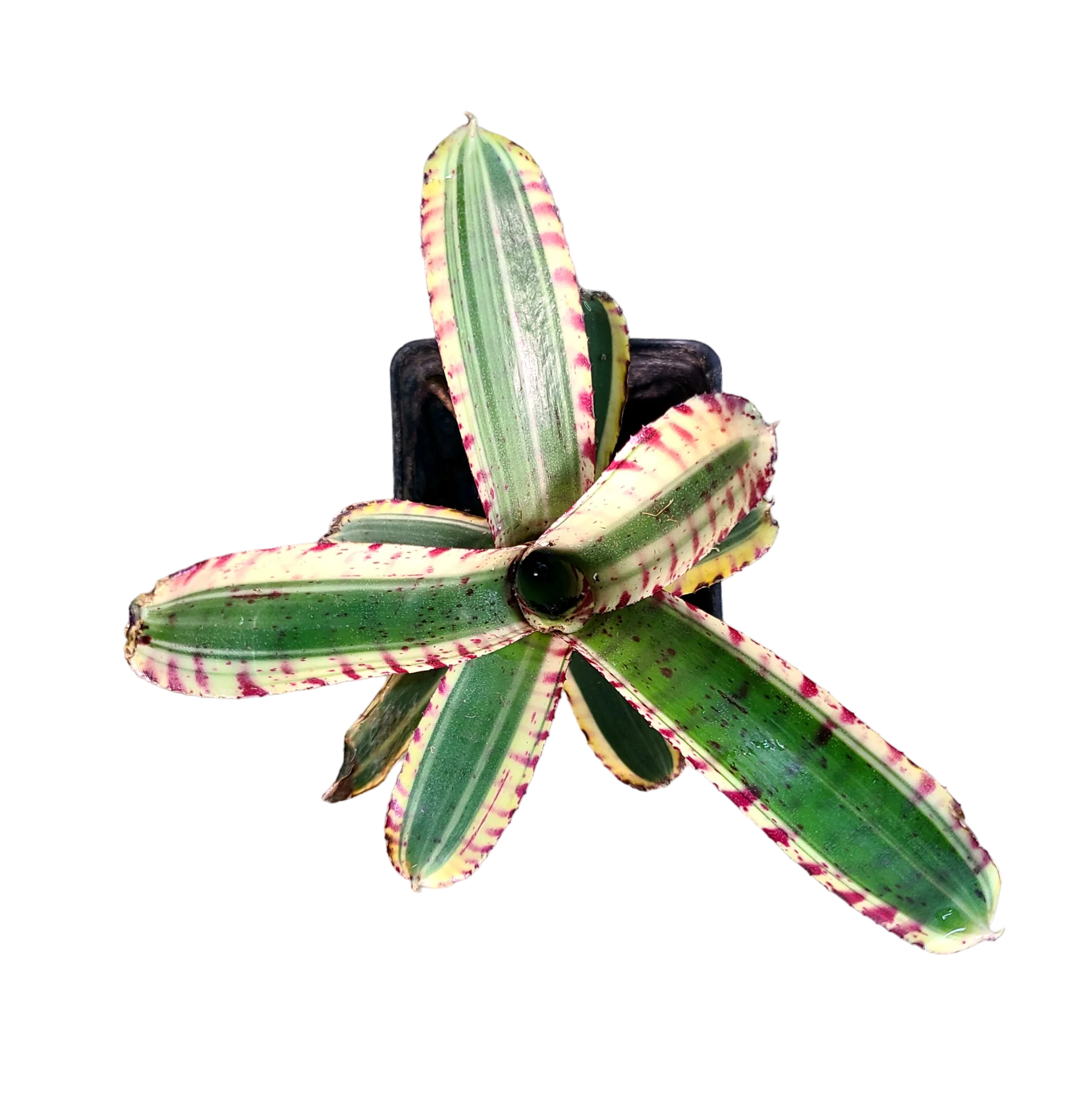 Neoregelia "Toy Tiger"