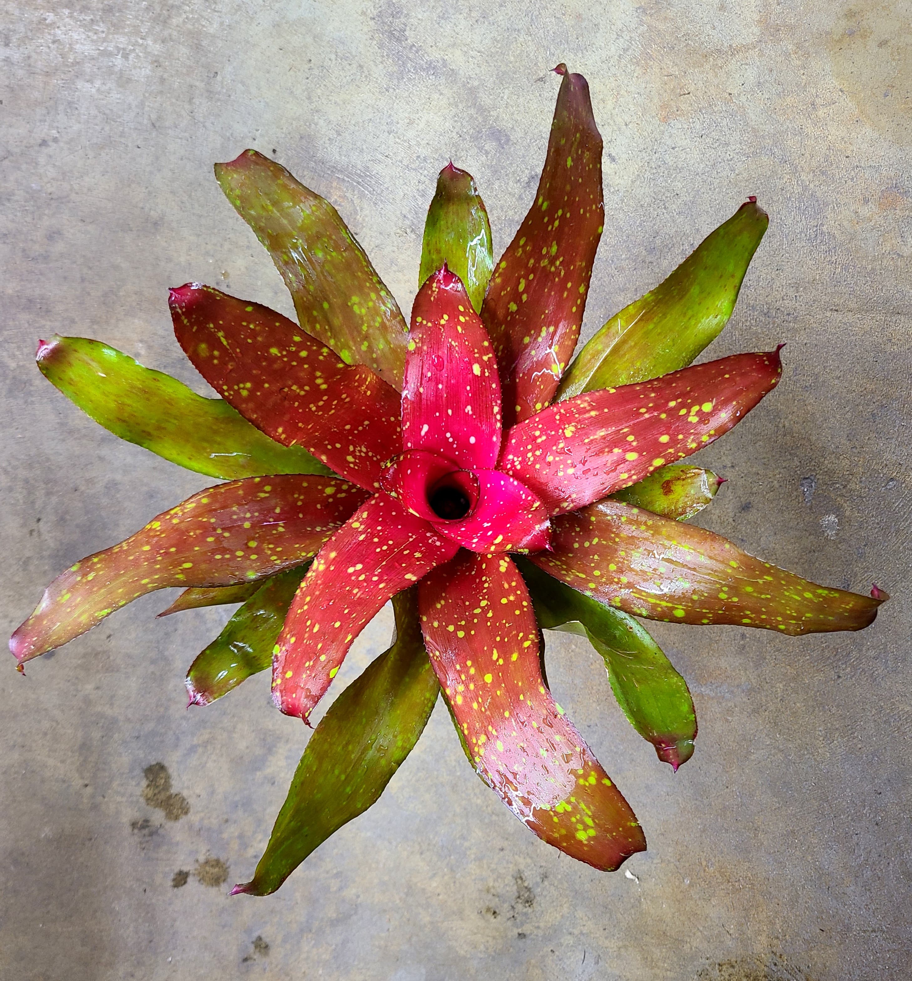 Neoregelia "Treasure Chest" - Epic Coloration