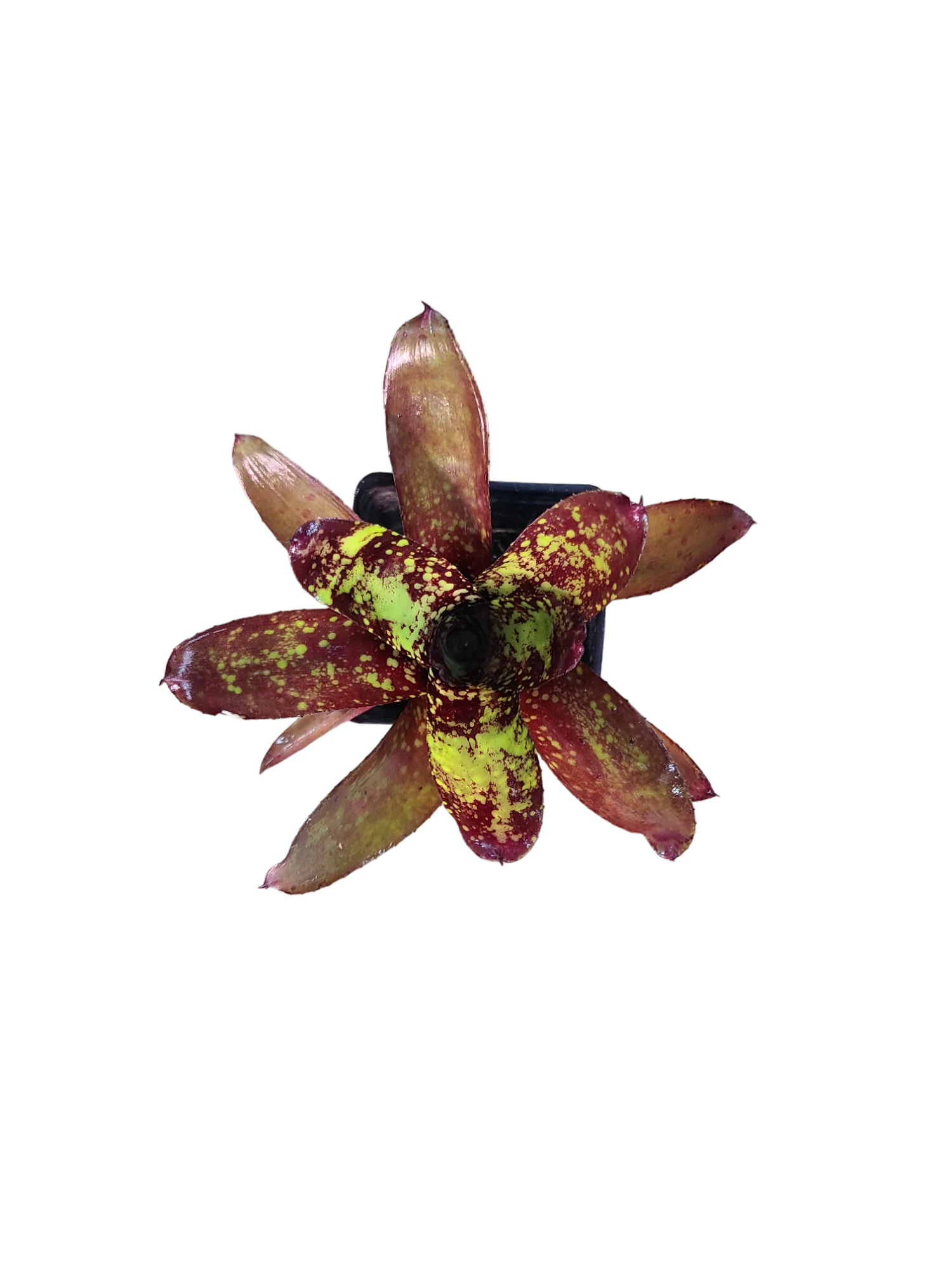 Neoregelia "Wicked"