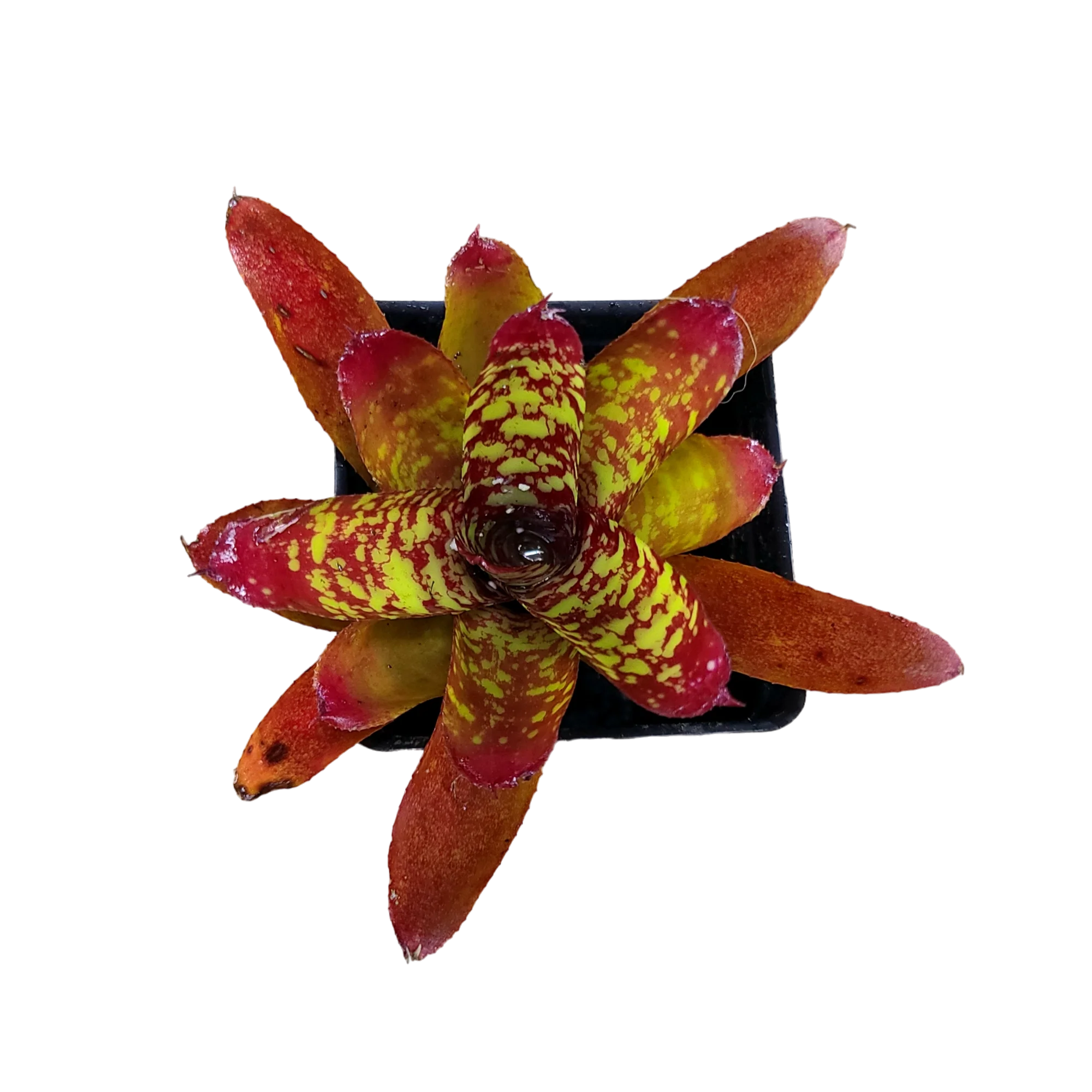 Neoregelia "Wild Tiger" - Micro