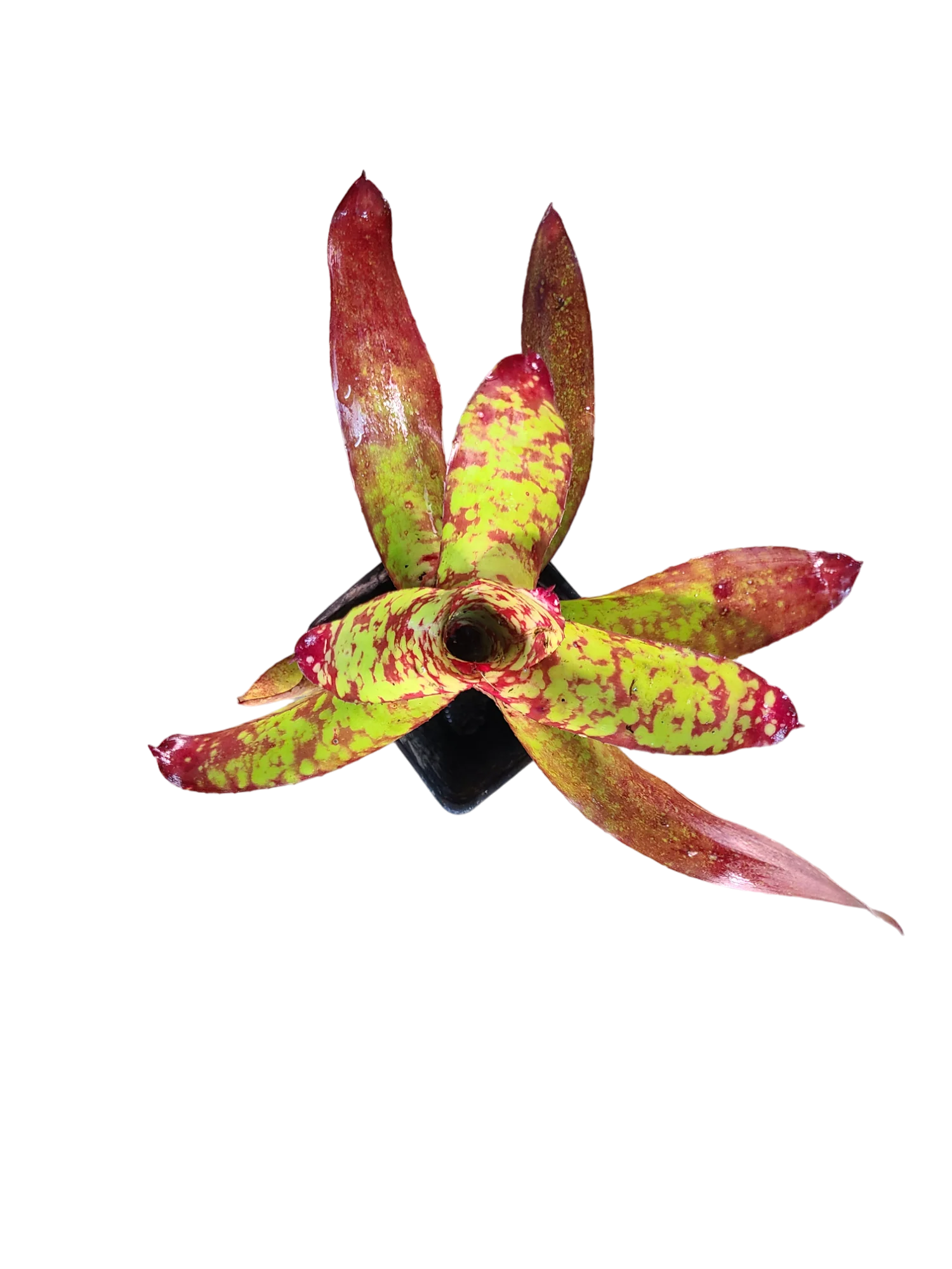 Neoregelia "Winnie the Pooh"