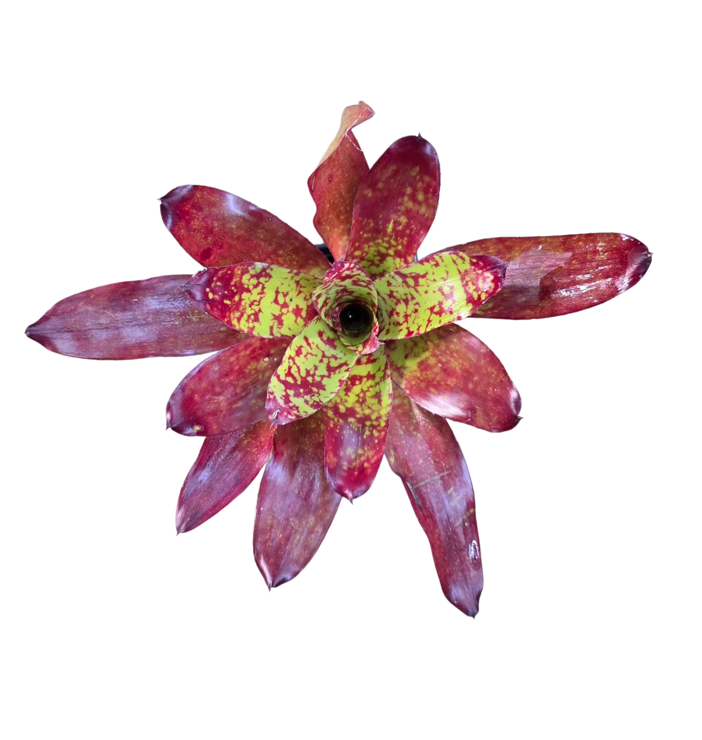 Neoregelia "Winnie the Pooh" - Image 2