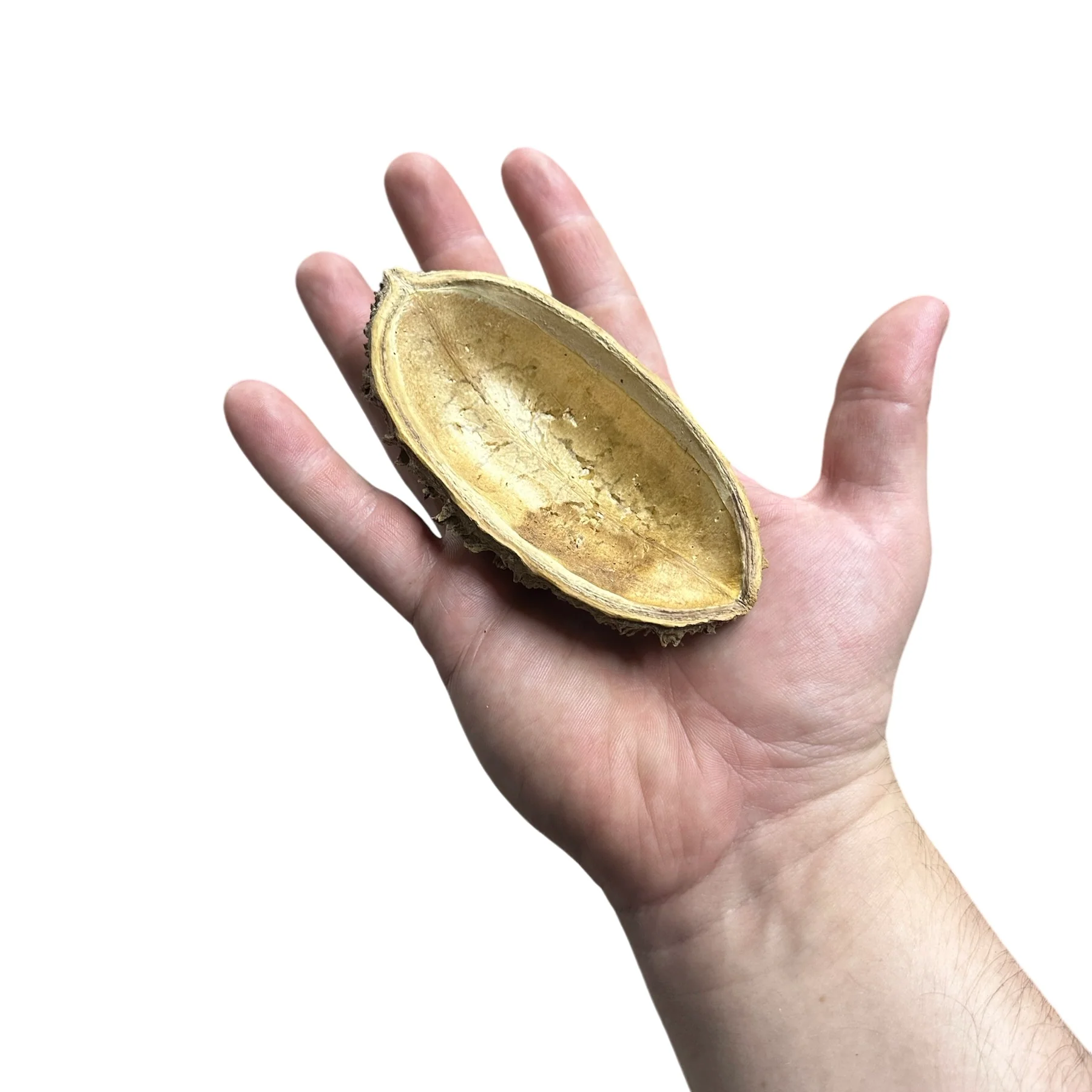Onca Pods - Image 2