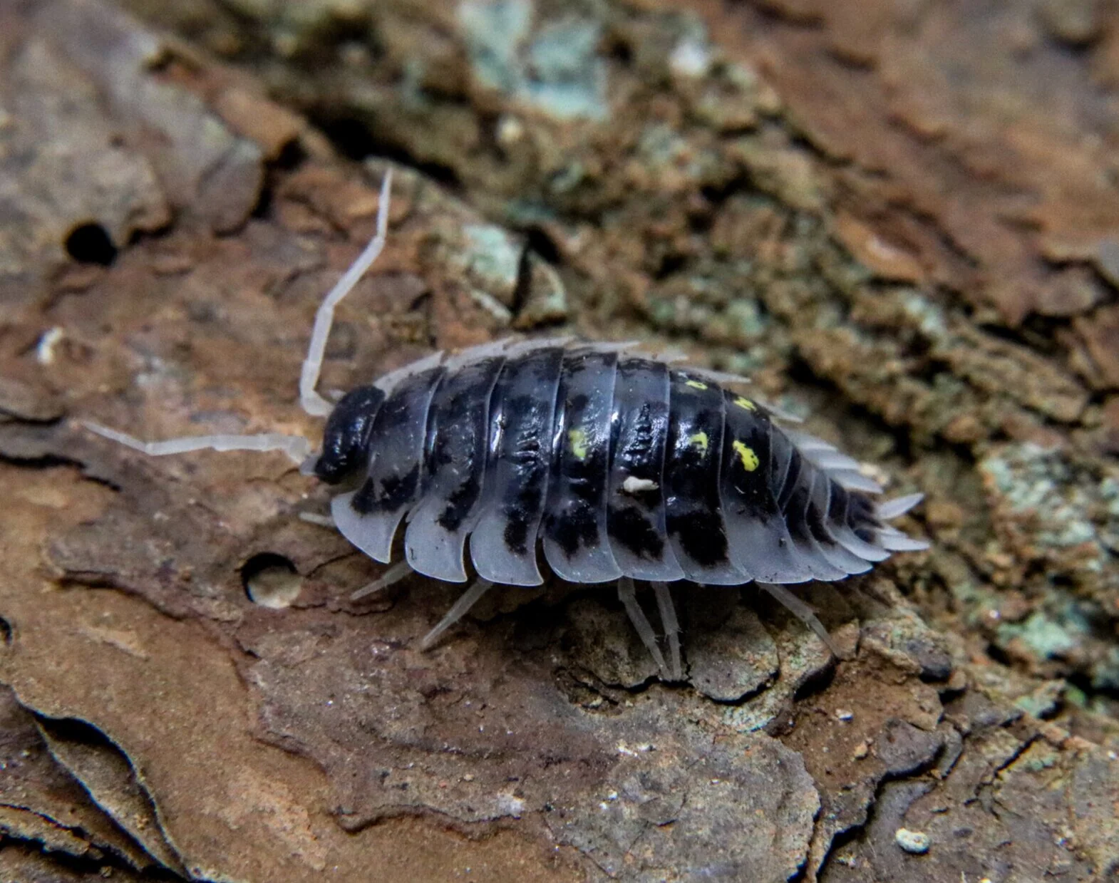 Oniscus asellus "Mardi Gras Dalmatian"