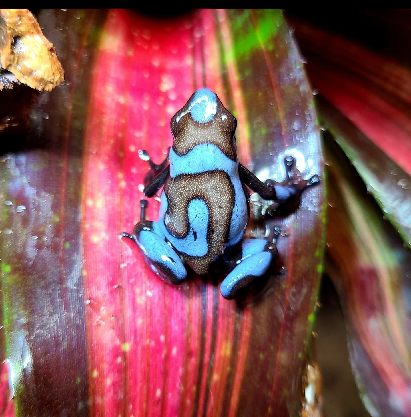 Oophaga histrionica "Blue"