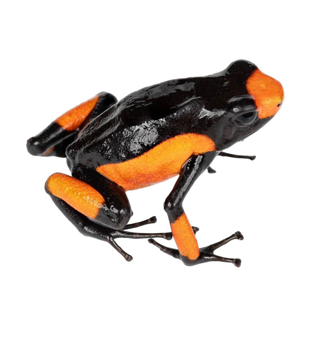 Oophaga histrionica "Saddleback"