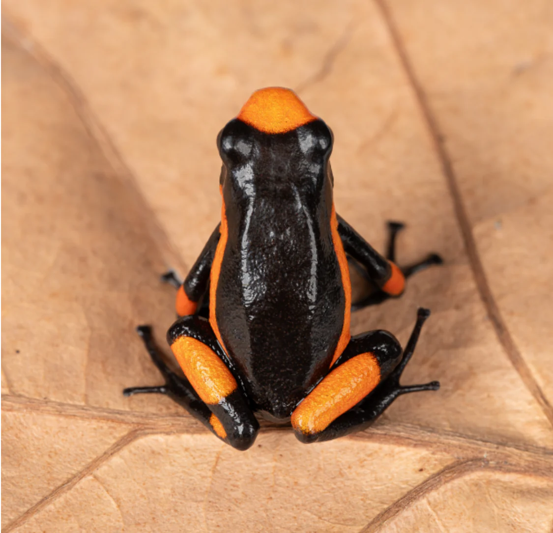 Oophaga histrionica "Saddleback" - Image 2