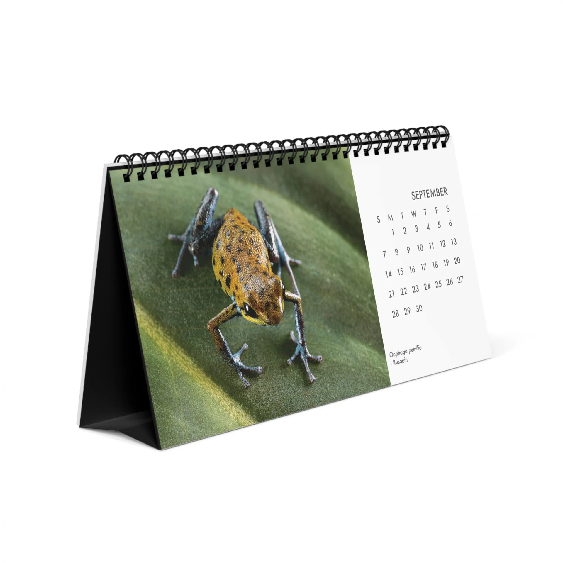 Oophaga pumilio 2025 Desktop Calendar 10″ x 5″ - Image 6