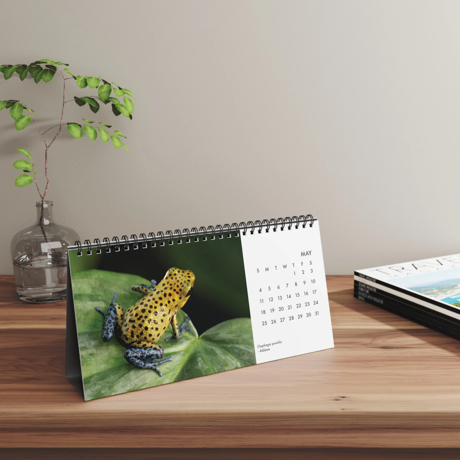 Oophaga pumilio 2025 Desktop Calendar 10″ x 5″ - Image 7