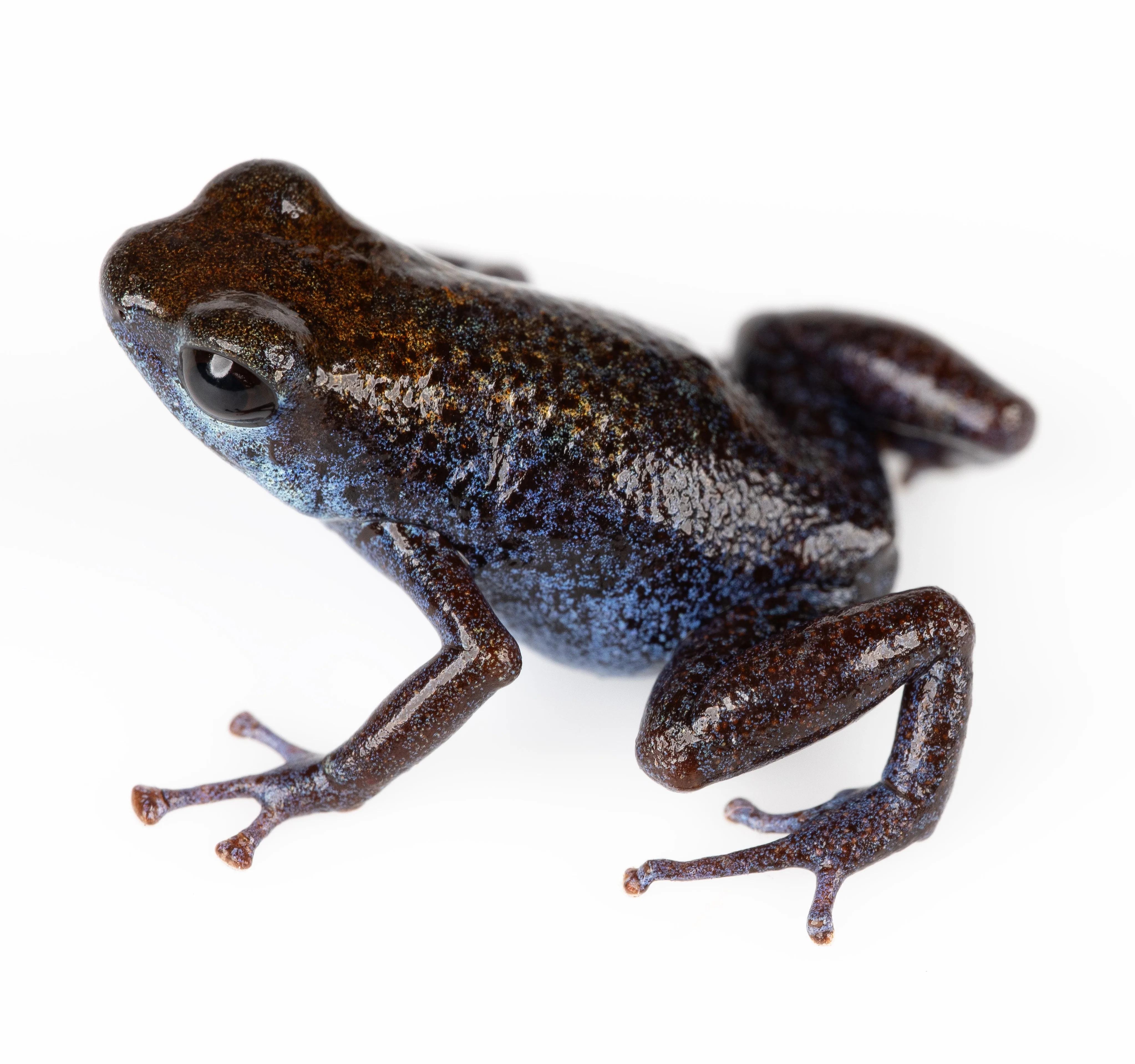 Oophaga pumilio "Aguacate"