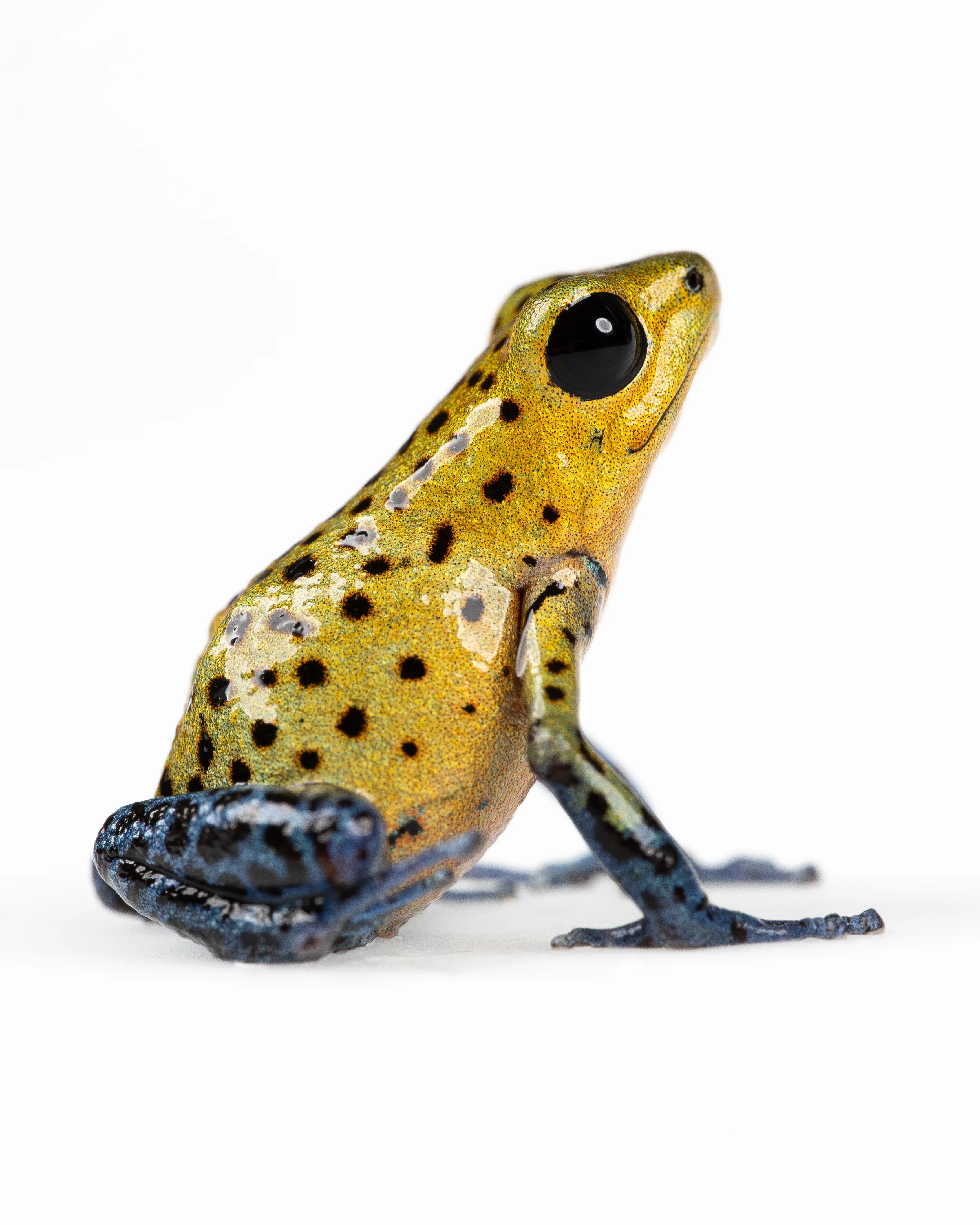 Oophaga pumilio "Aldana" - Image 3