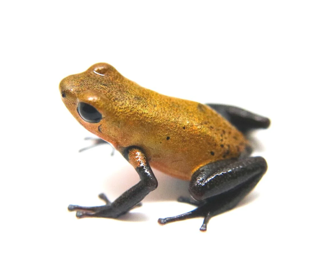 Oophaga pumilio "Almirante - Image 3