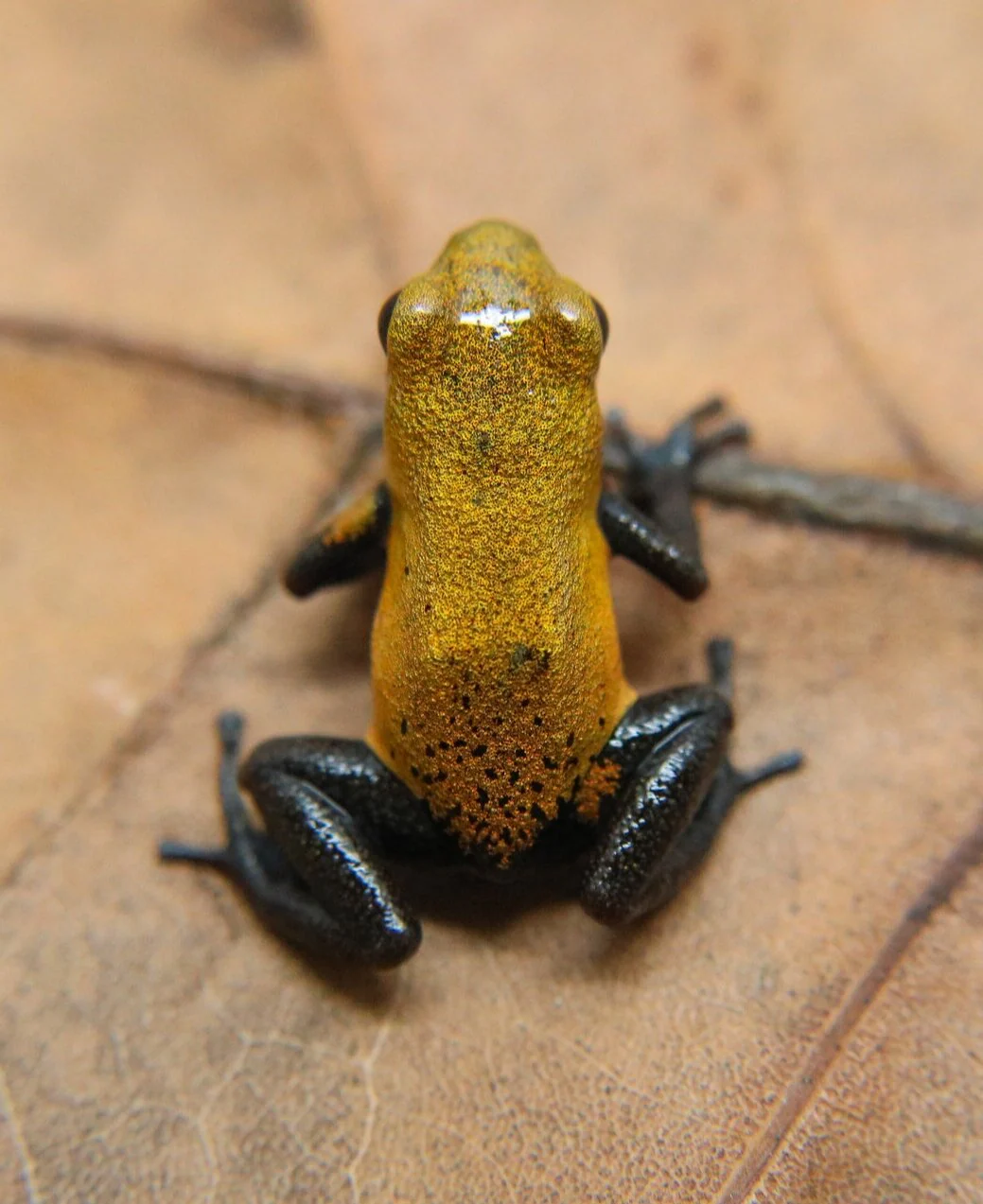 Oophaga pumilio "Almirante - Image 4