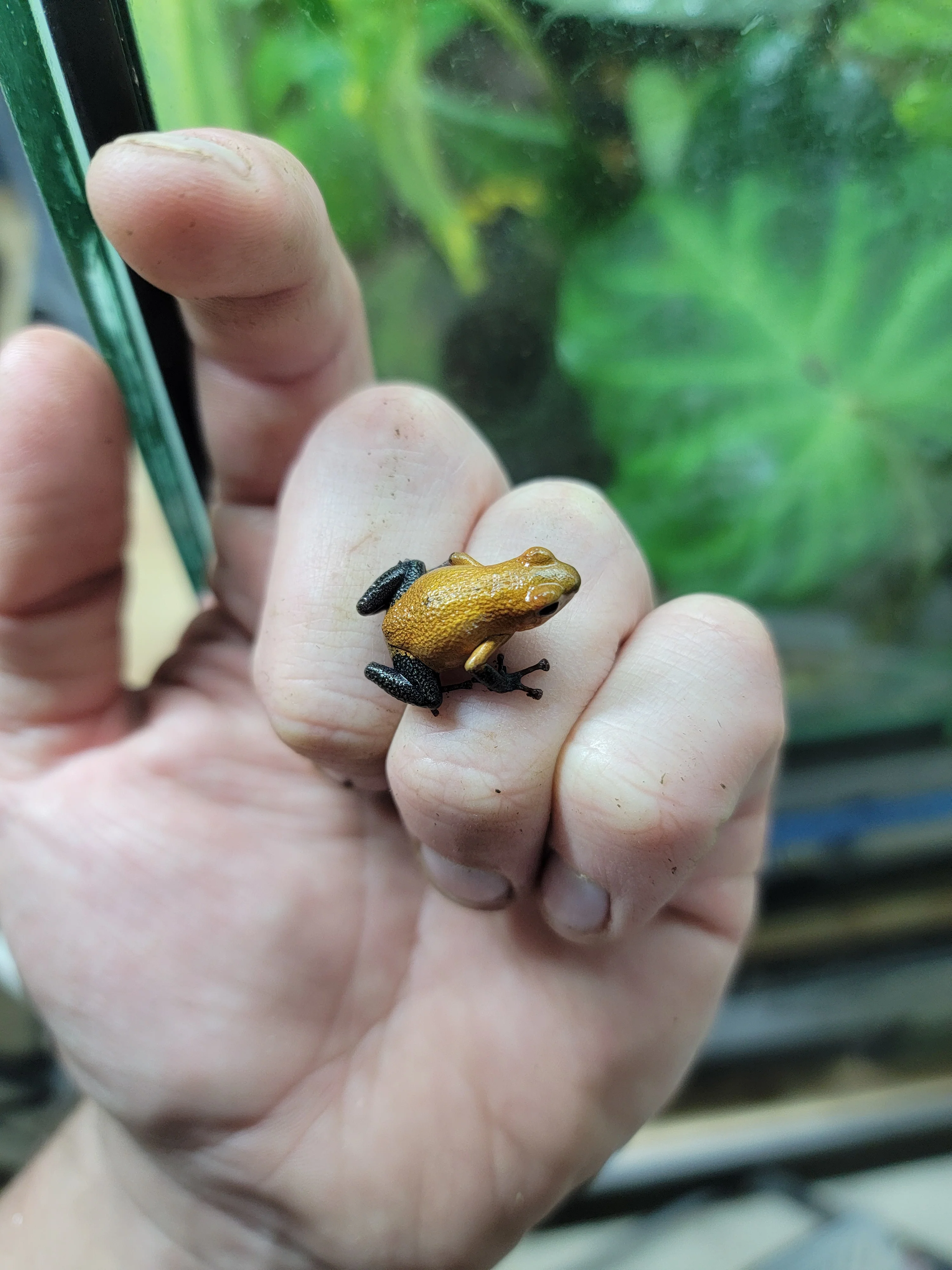 Oophaga pumilio "Almirante - Image 5