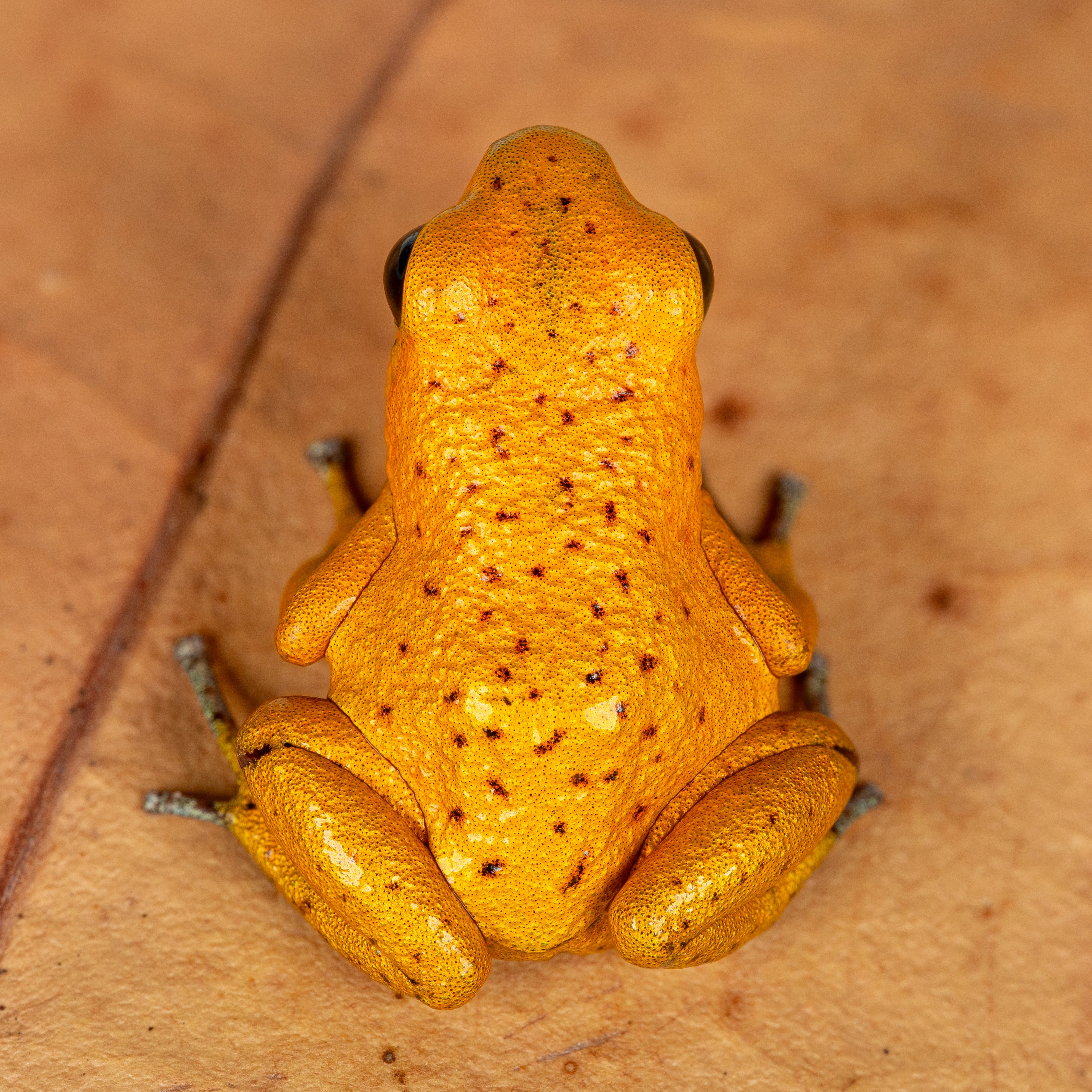 Oophaga pumilio "Bahia Honda" - Image 4