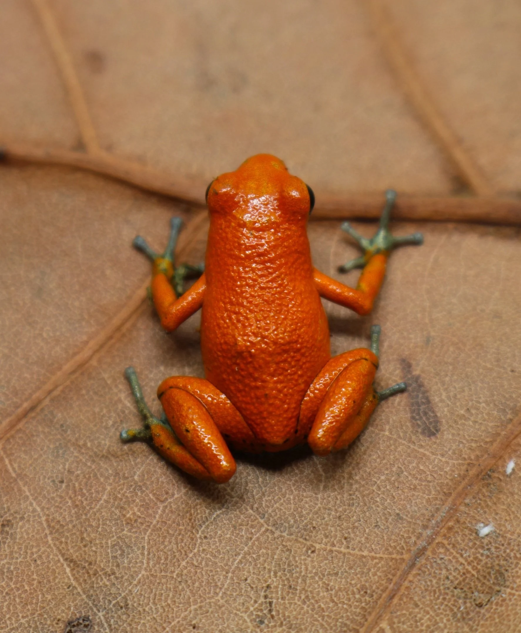 Oophaga pumilio "Bahia Honda" - Image 6