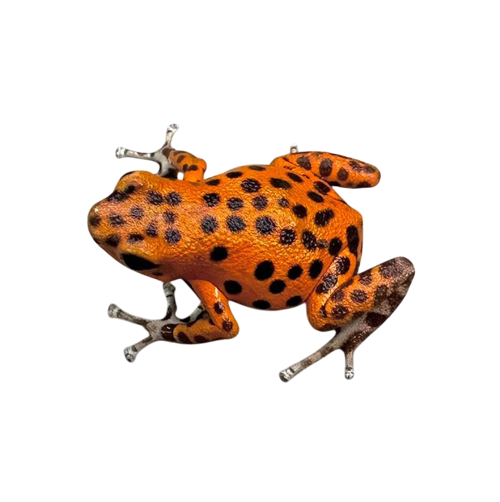 Oophaga pumilio "Bastimentos - Cemetary - Orange" - Image 4