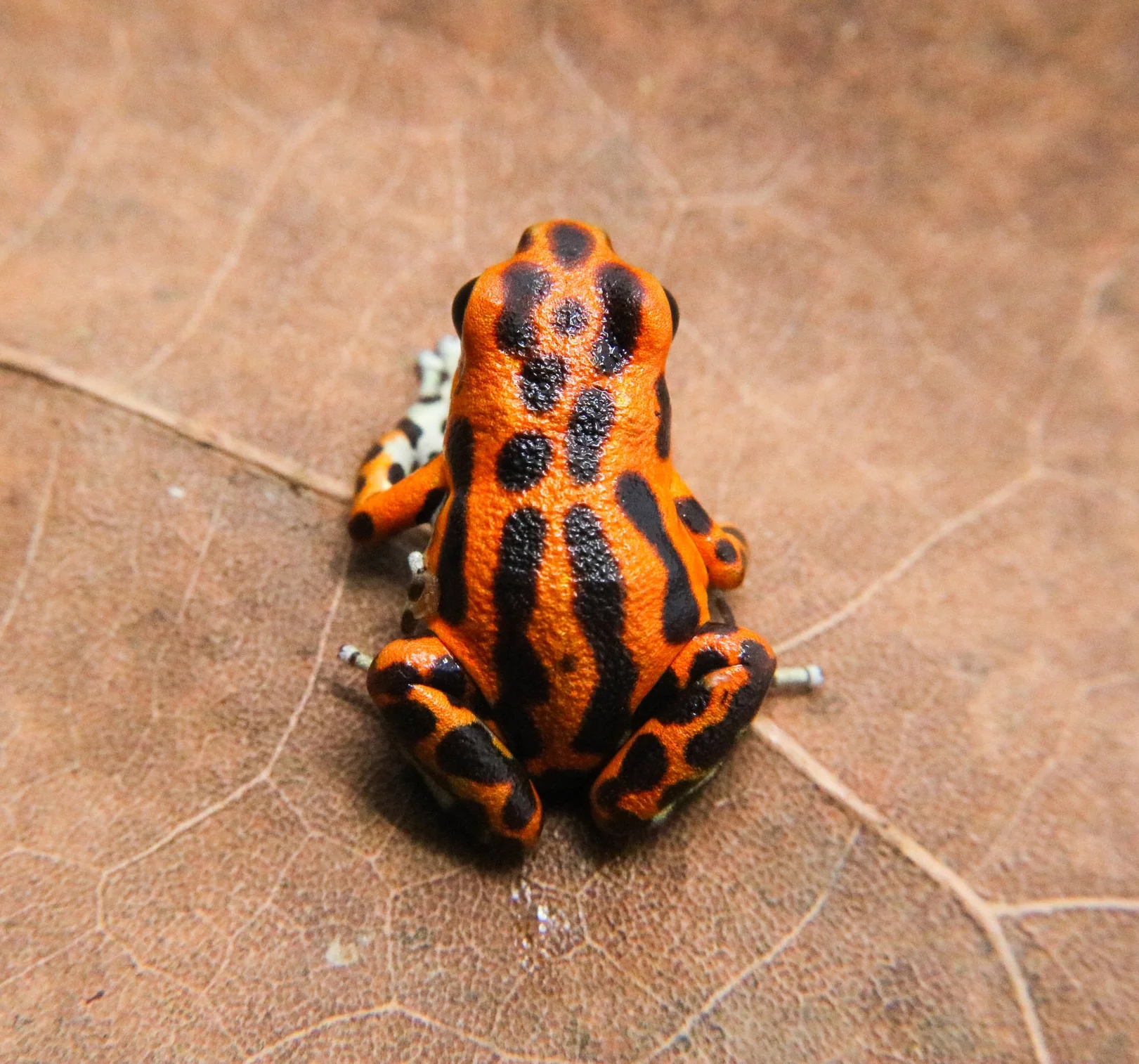 Oophaga pumilio "Bastimentos - Cemetary - Orange" - Image 5