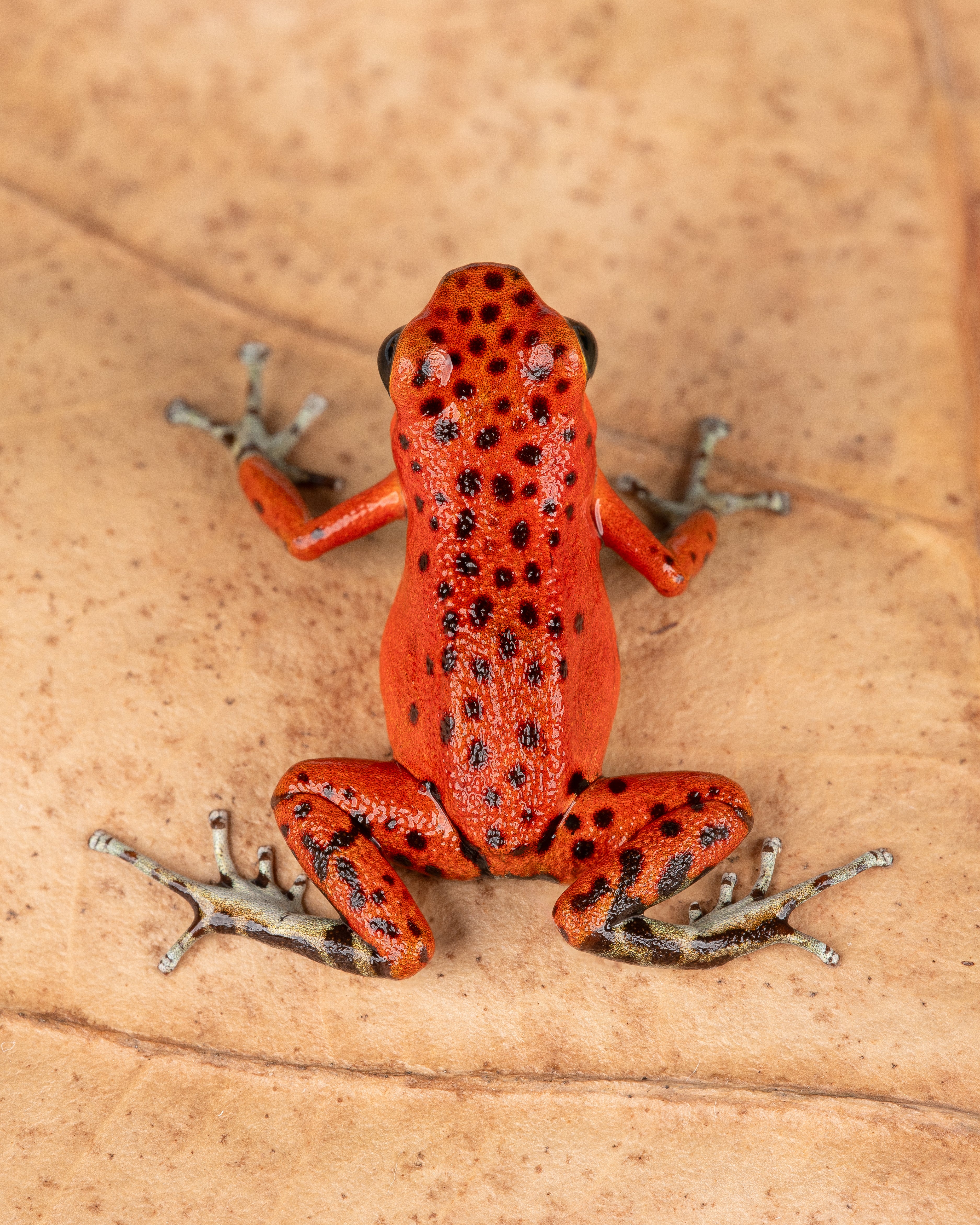 Oophaga pumilio "Bastimentos - Red Frog Beach" - Image 2