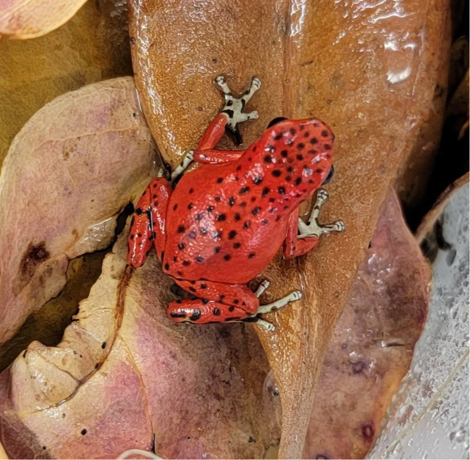 Oophaga pumilio "Bastimentos - Red Frog Beach" - Image 4