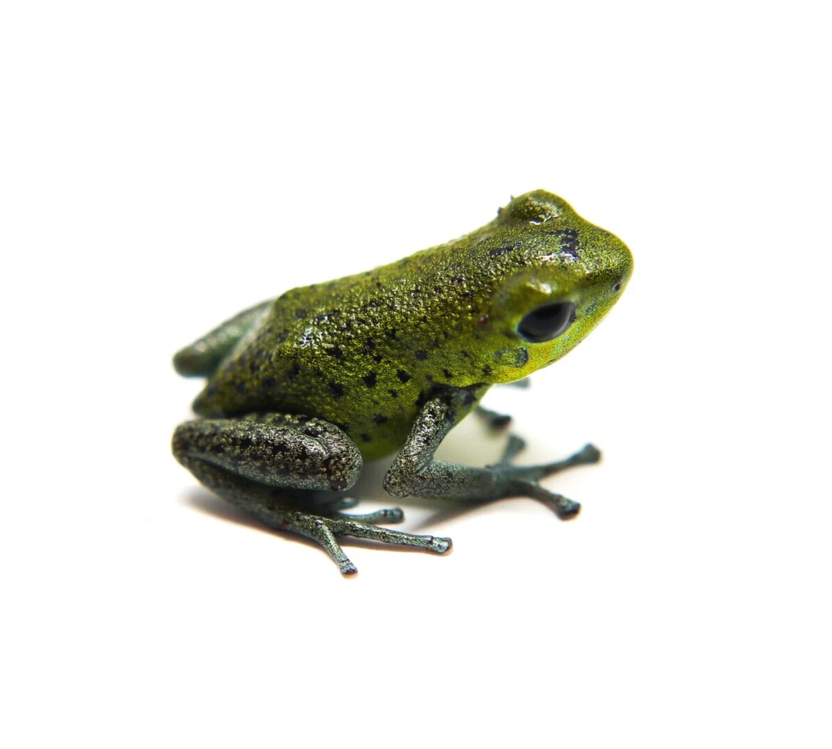 Oophaga pumilio "Bisira"