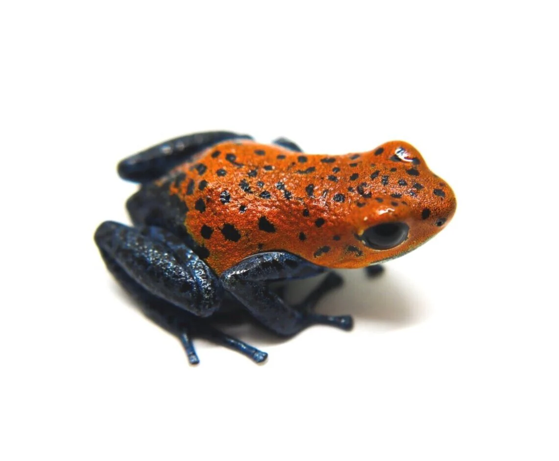 Oophaga pumilio "Boca Colubre / Culubre - Image 3