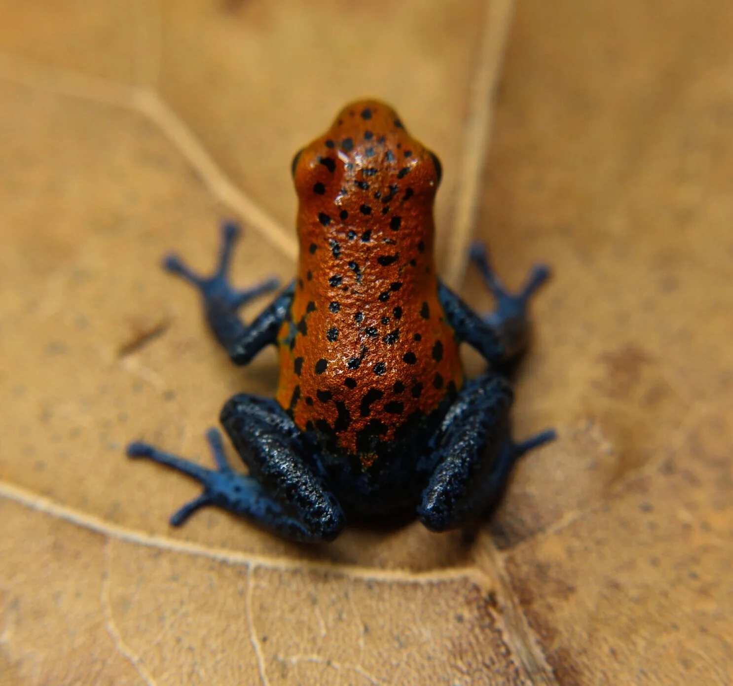 Oophaga pumilio "Boca Colubre / Culubre - Image 4
