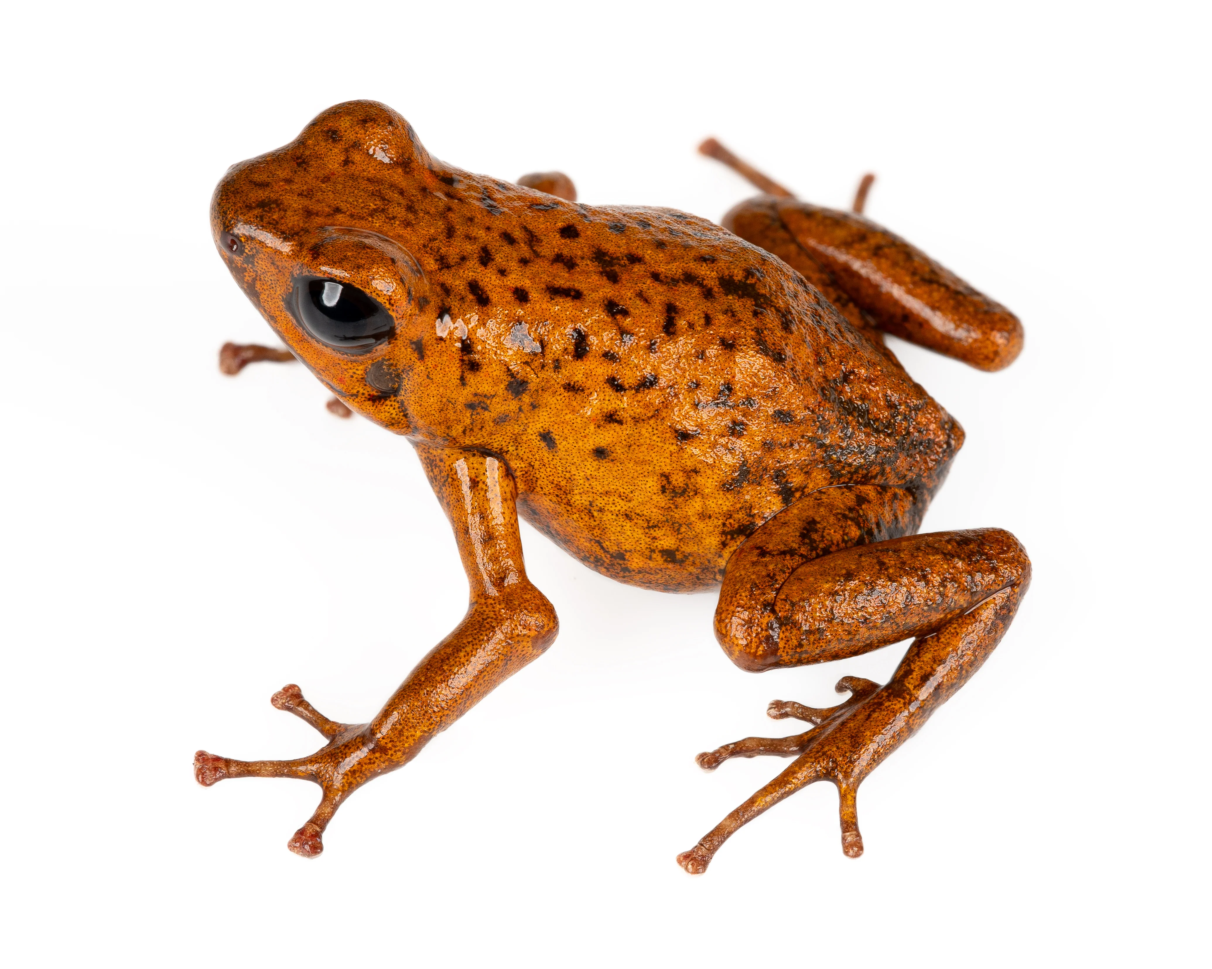 Oophaga pumilio "Bri Bri" - Image 3