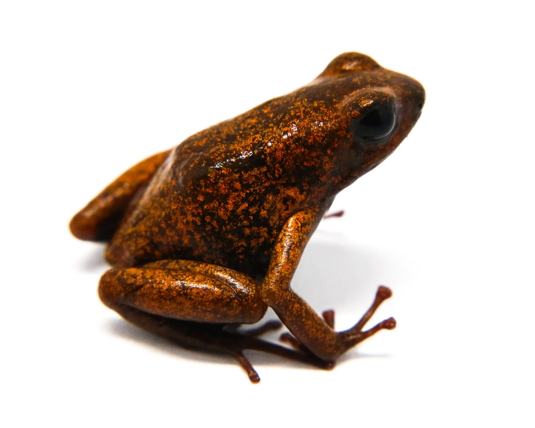 Oophaga pumilio "Bri Bri" - Image 5