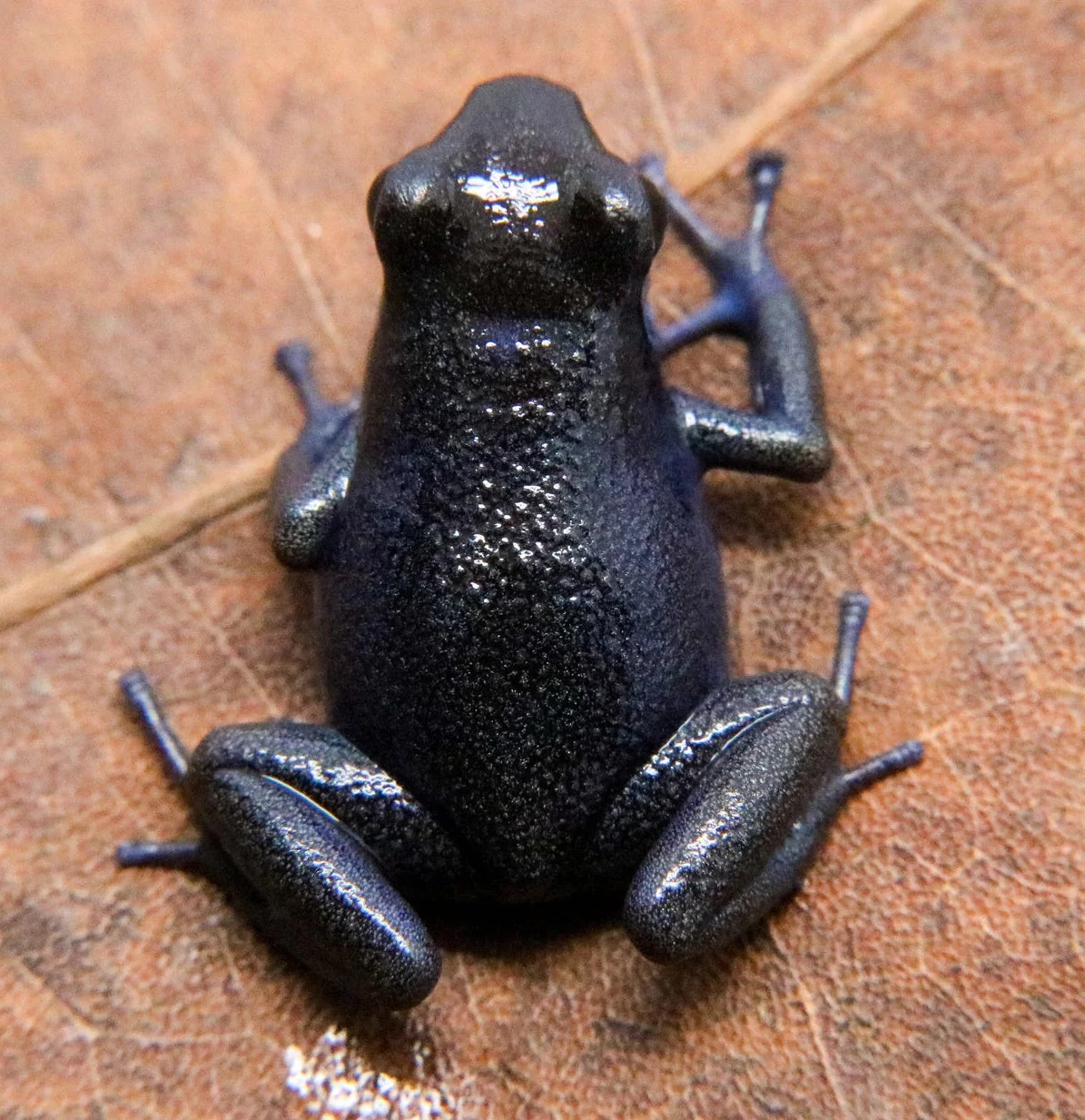 Oophaga pumilio "Cauchero" - Image 3