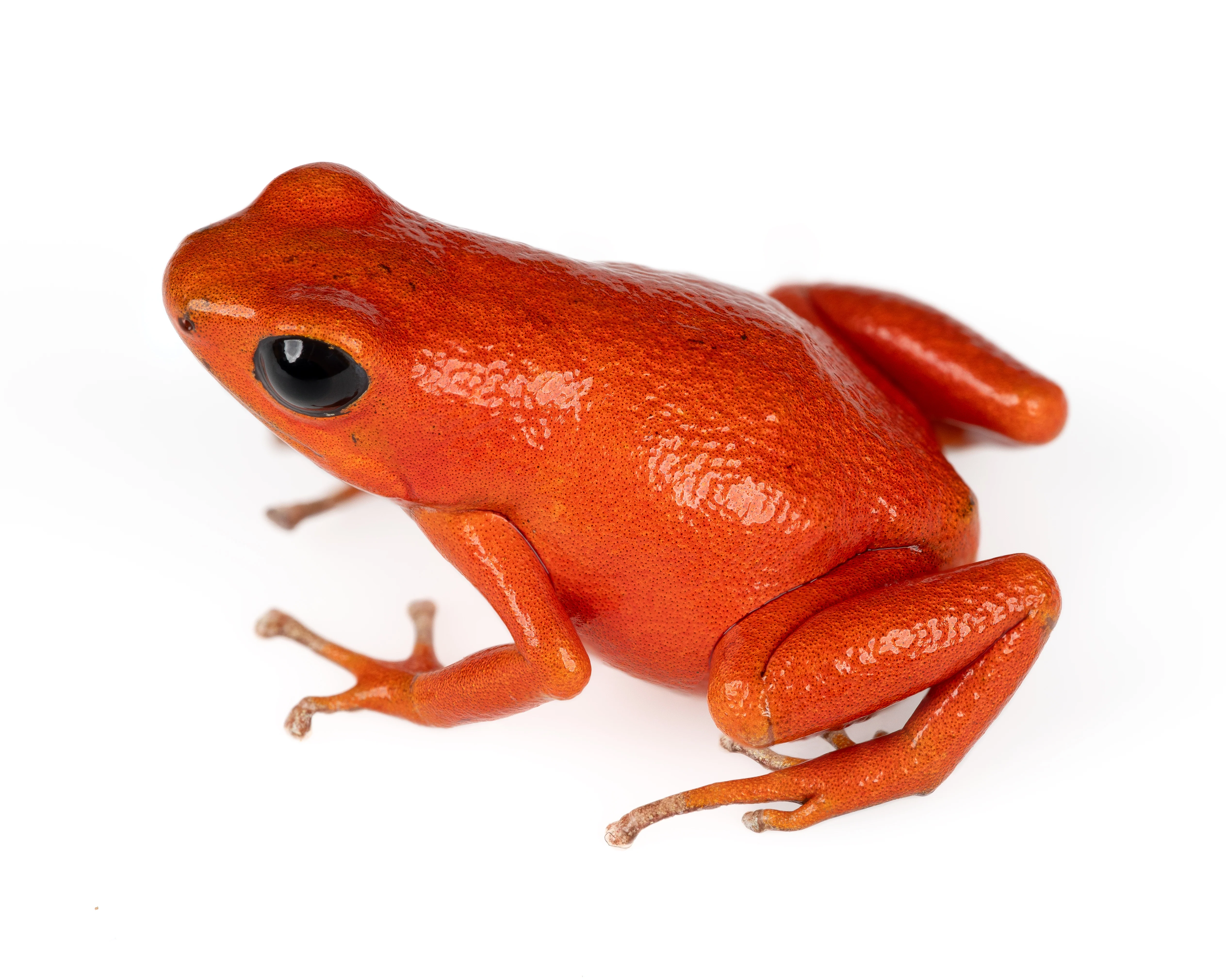 Oophaga pumilio "Cayo Nancy"