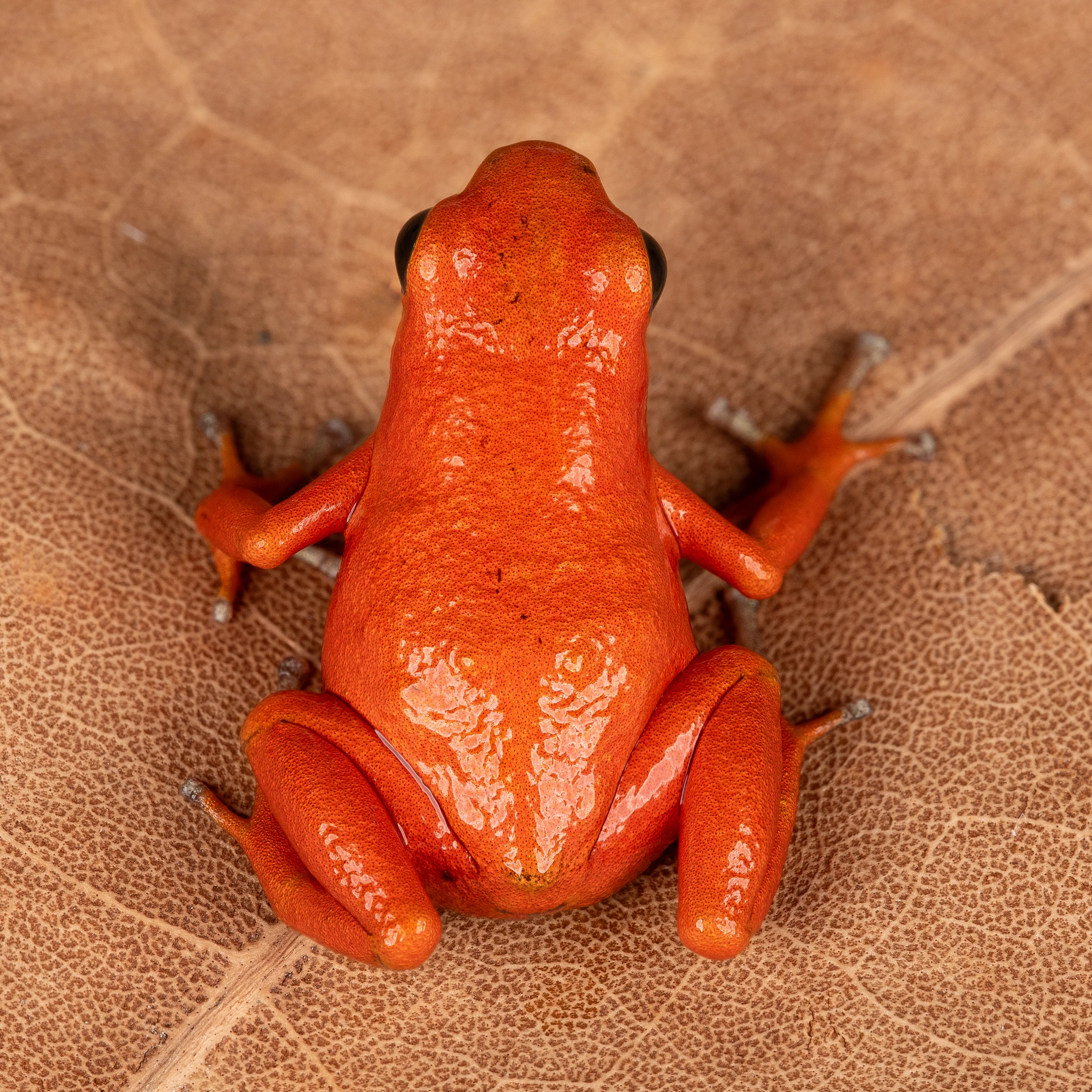 Oophaga pumilio "Cayo Nancy" - Image 2