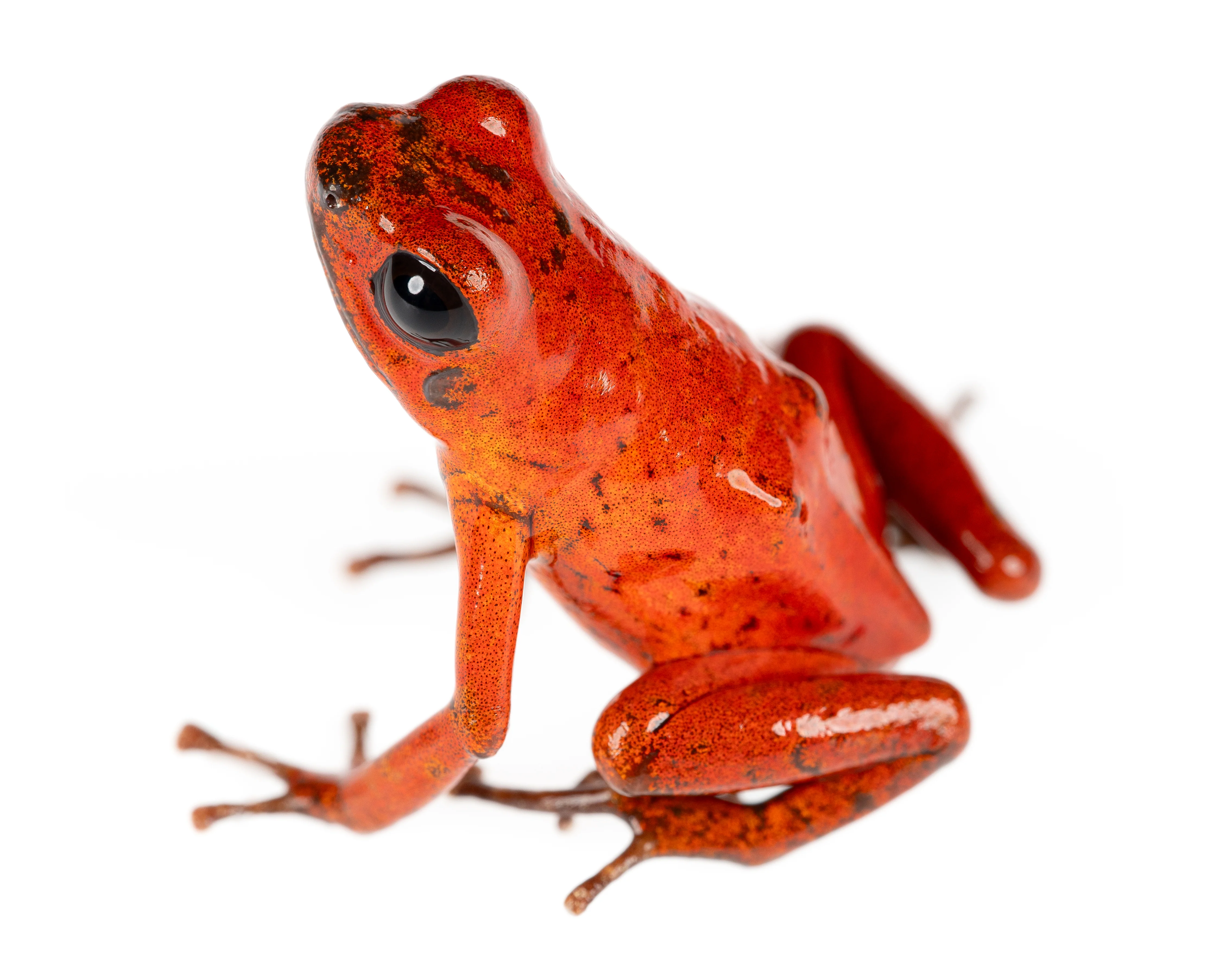 Oophaga pumilio "Changuinola"