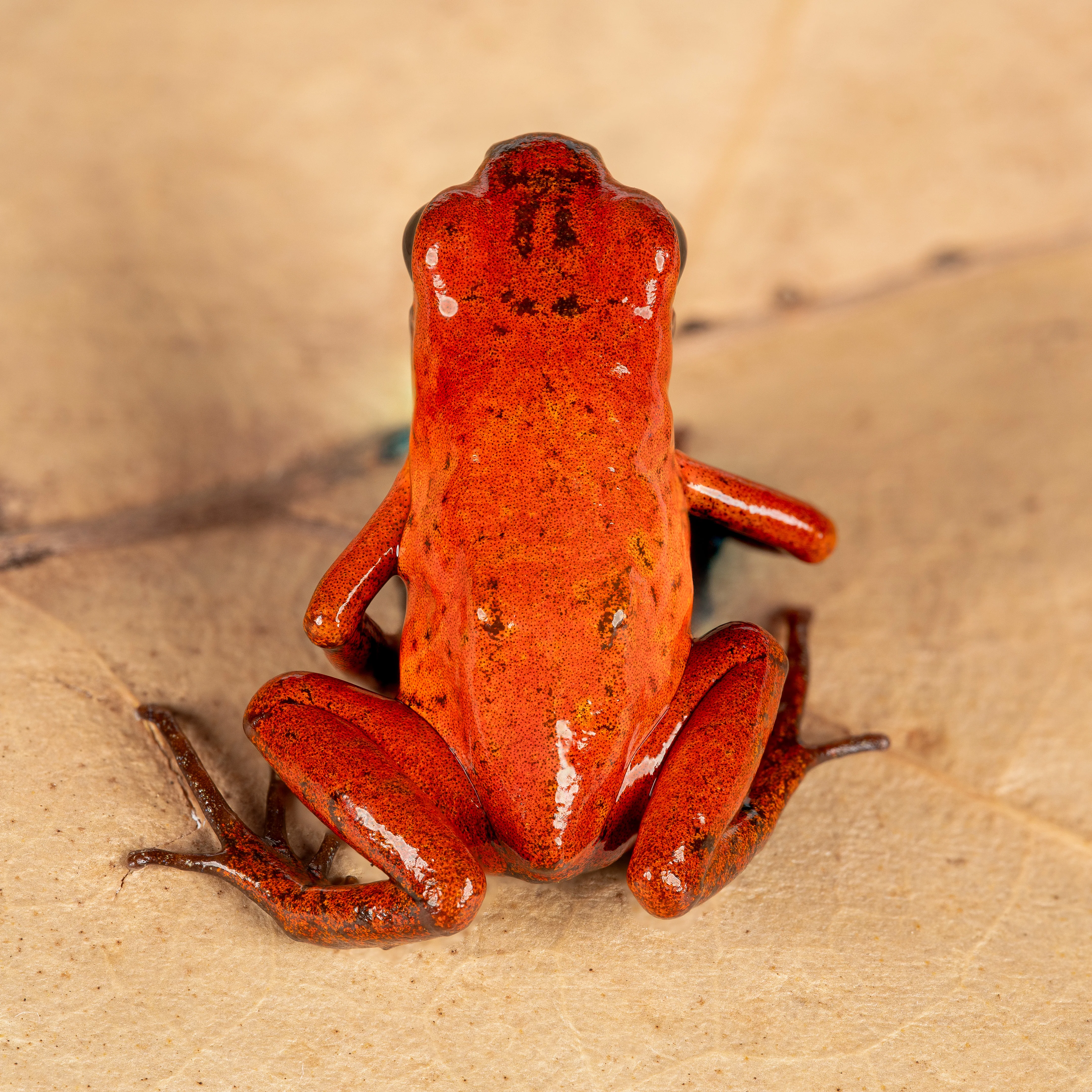 Oophaga pumilio "Changuinola" - Image 2